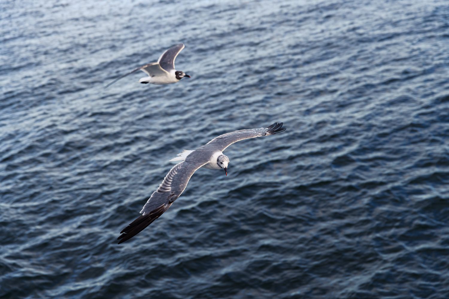 Two seagulls soaring gracefully over deep blue ocean waves, showcasing their white and gray plumage in mid-flight.