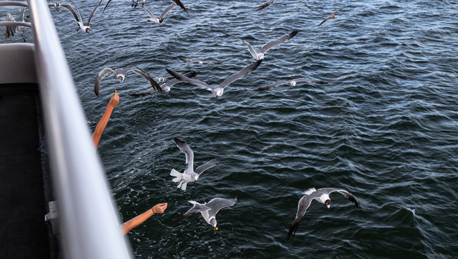 Flock of seagulls soaring over ocean waves beside a boat railing on a cloudy day.