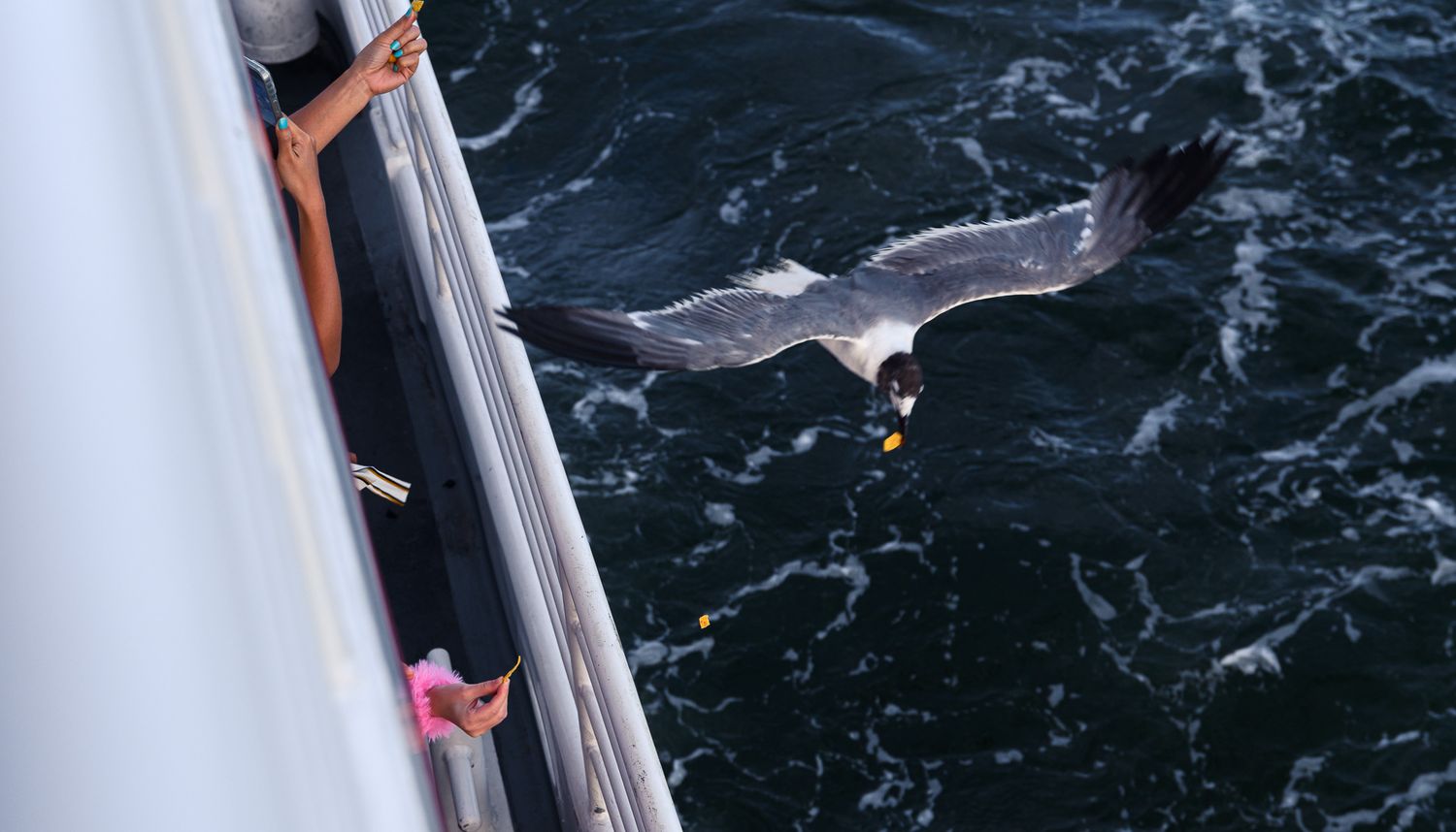 A seagull flies close to a boat railing over dark ocean waters as a person reaches out to feed it.