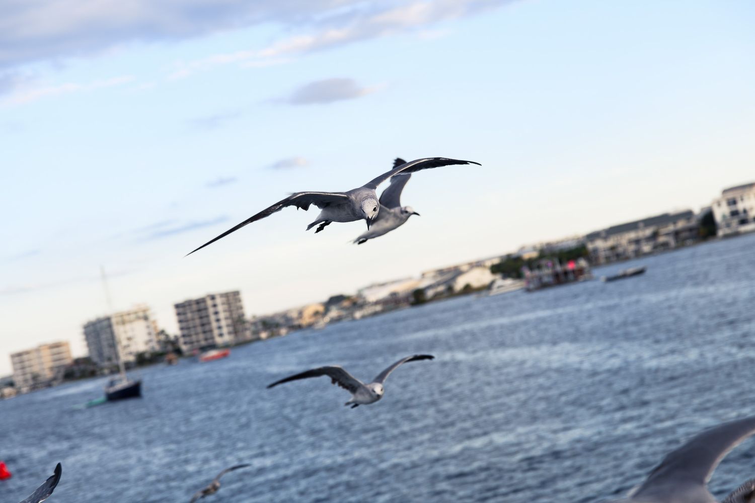 Seagulls flying over a calm blue harbor with city buildings and cloudy sky in the background.