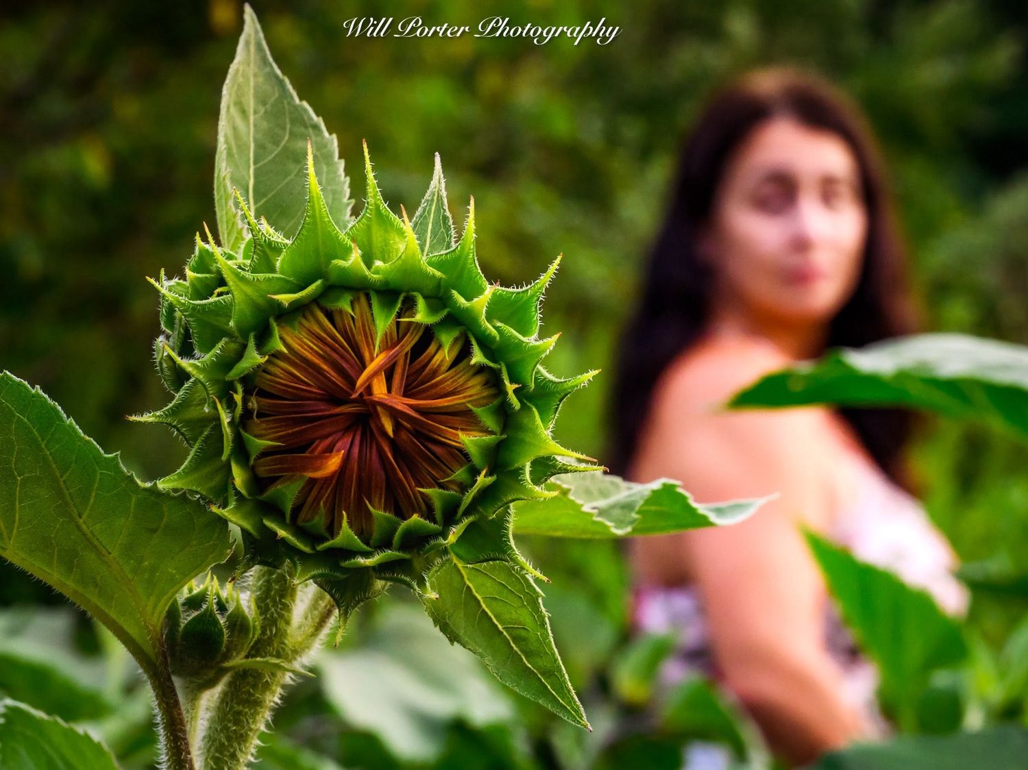 A budding sunflower in sharp focus with a young woman blurred in the background among green foliage.