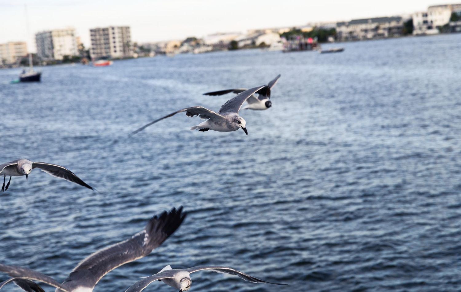 Seagulls flying over blue ocean water with coastal buildings and boats in the background.