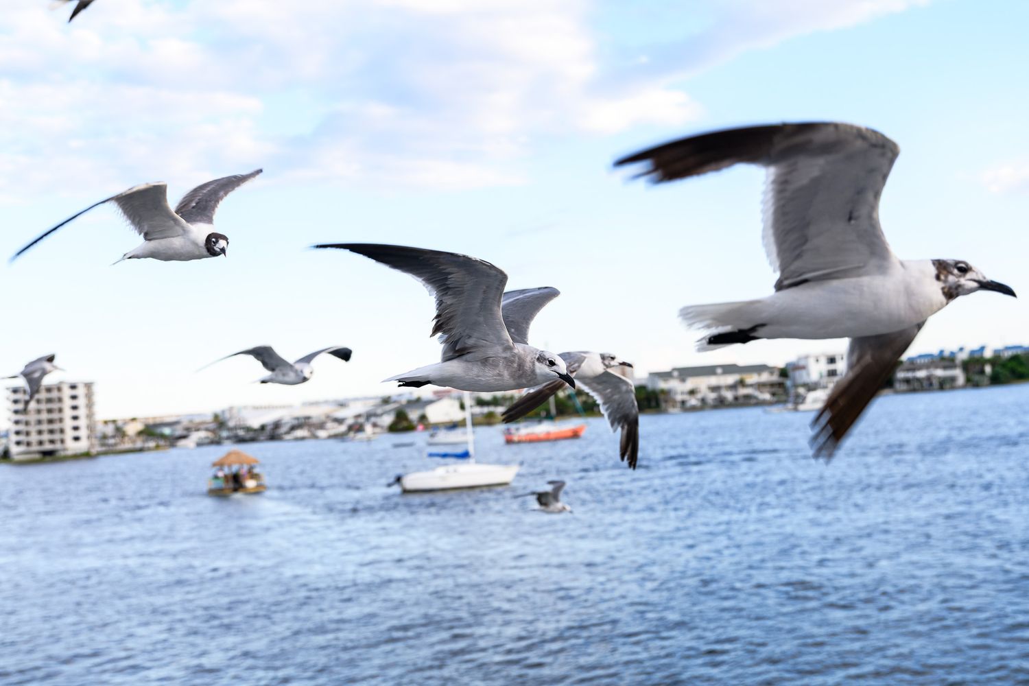 Seagulls flying over a calm blue harbor with boats and city buildings in the background on a cloudy day.
