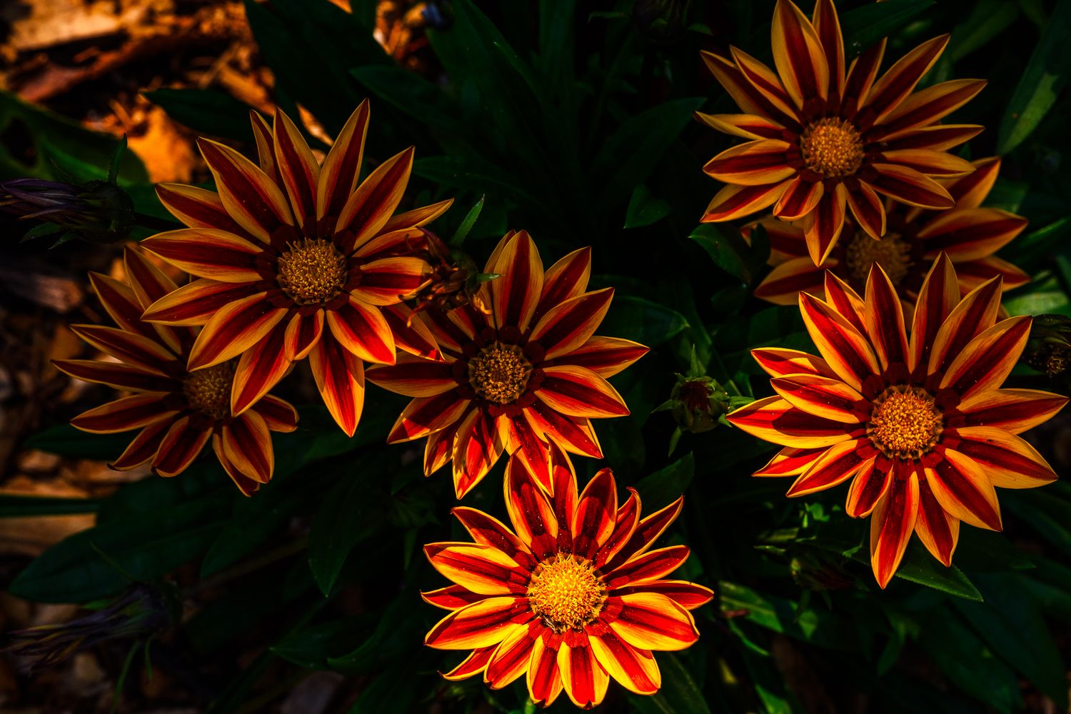 Vibrant orange and yellow gazania flowers with striped petals blooming against dark green foliage in a garden setting.