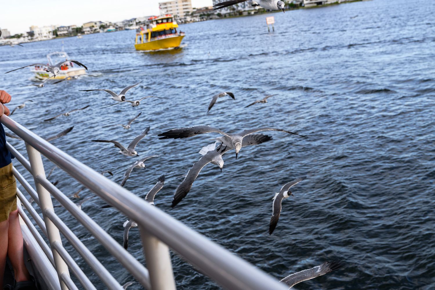 Flock of seagulls flying alongside a ferry boat railing on a sunny day with a yellow boat behind.