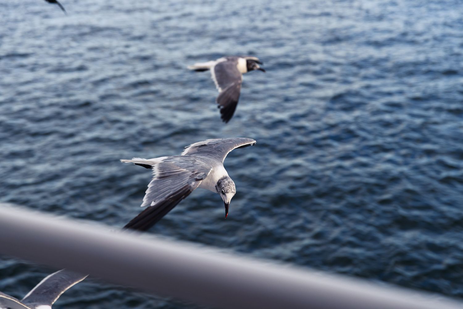 Two seagulls soaring gracefully over ocean water near a metal railing on a sunny day.