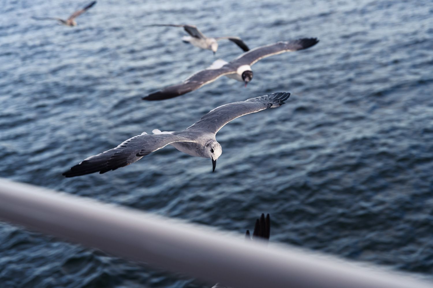 Seagulls soaring gracefully over ocean water near a metal railing on a sunny day.