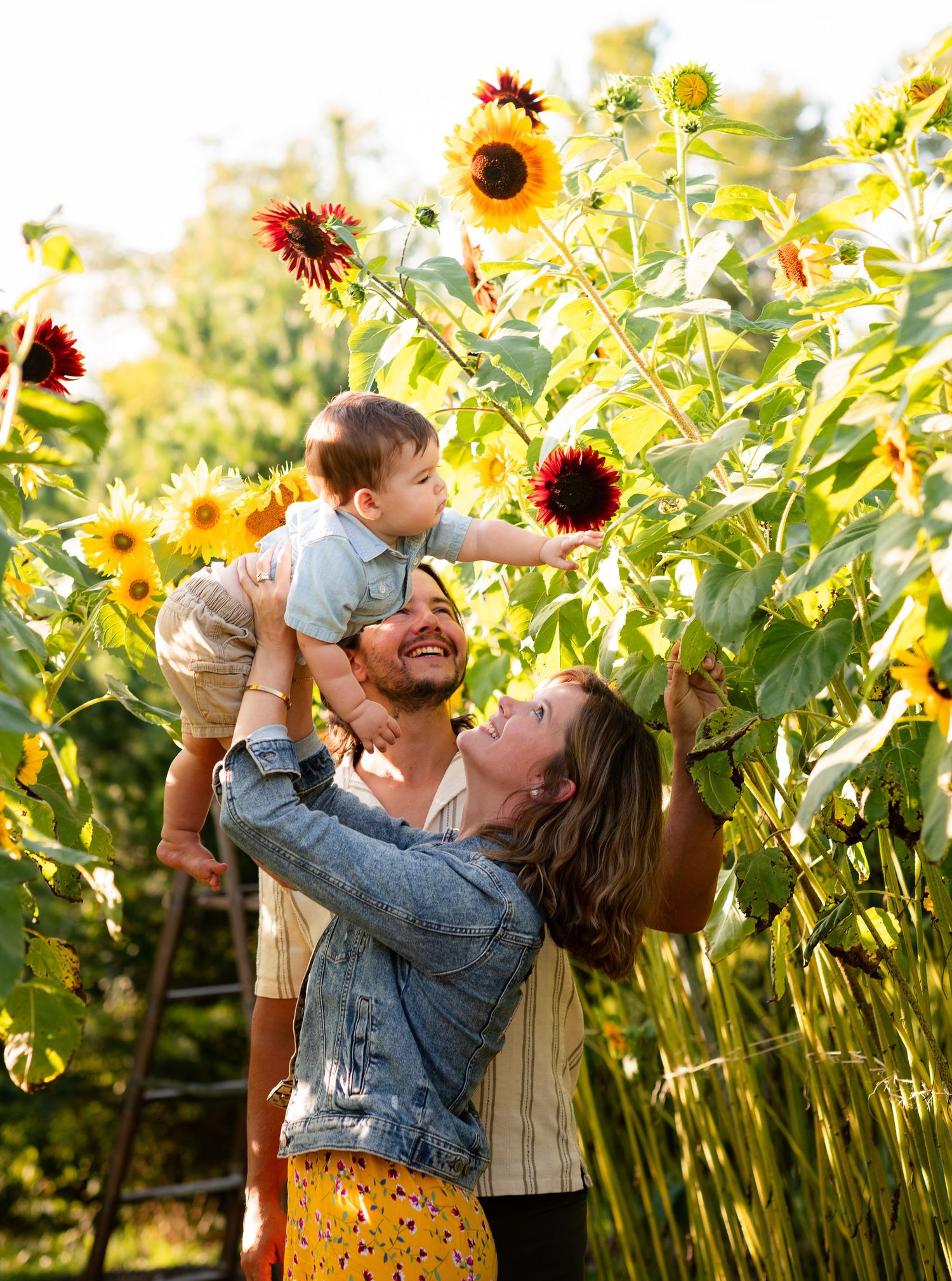 Family smiling among tall colorful sunflowers, father lifting baby while mother reaches up to touch blooms outdoors.