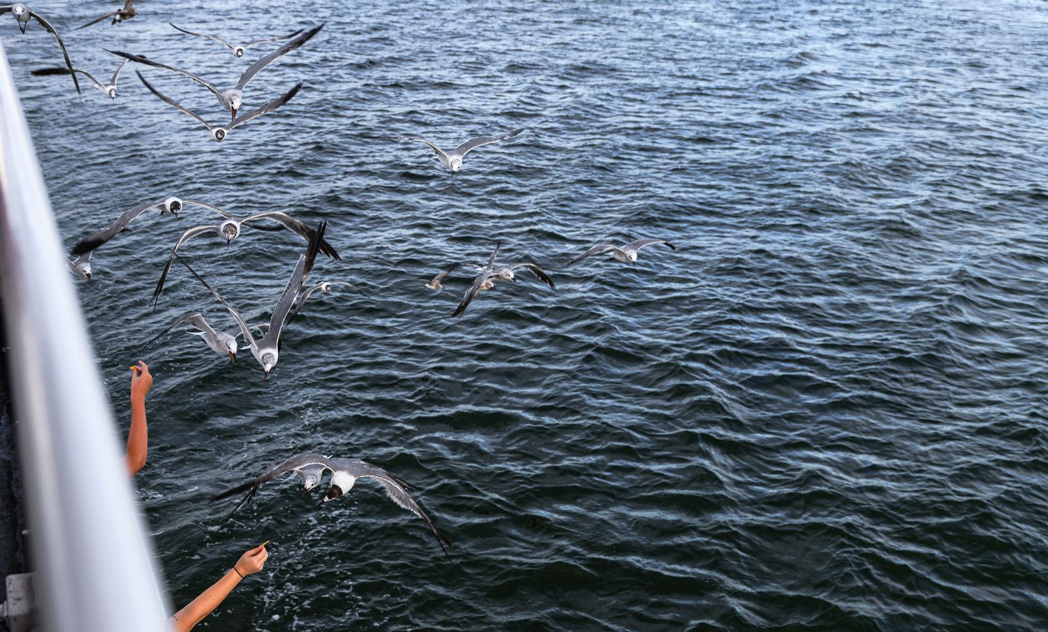 Seagulls flying and diving over dark ocean waves near a boat railing.