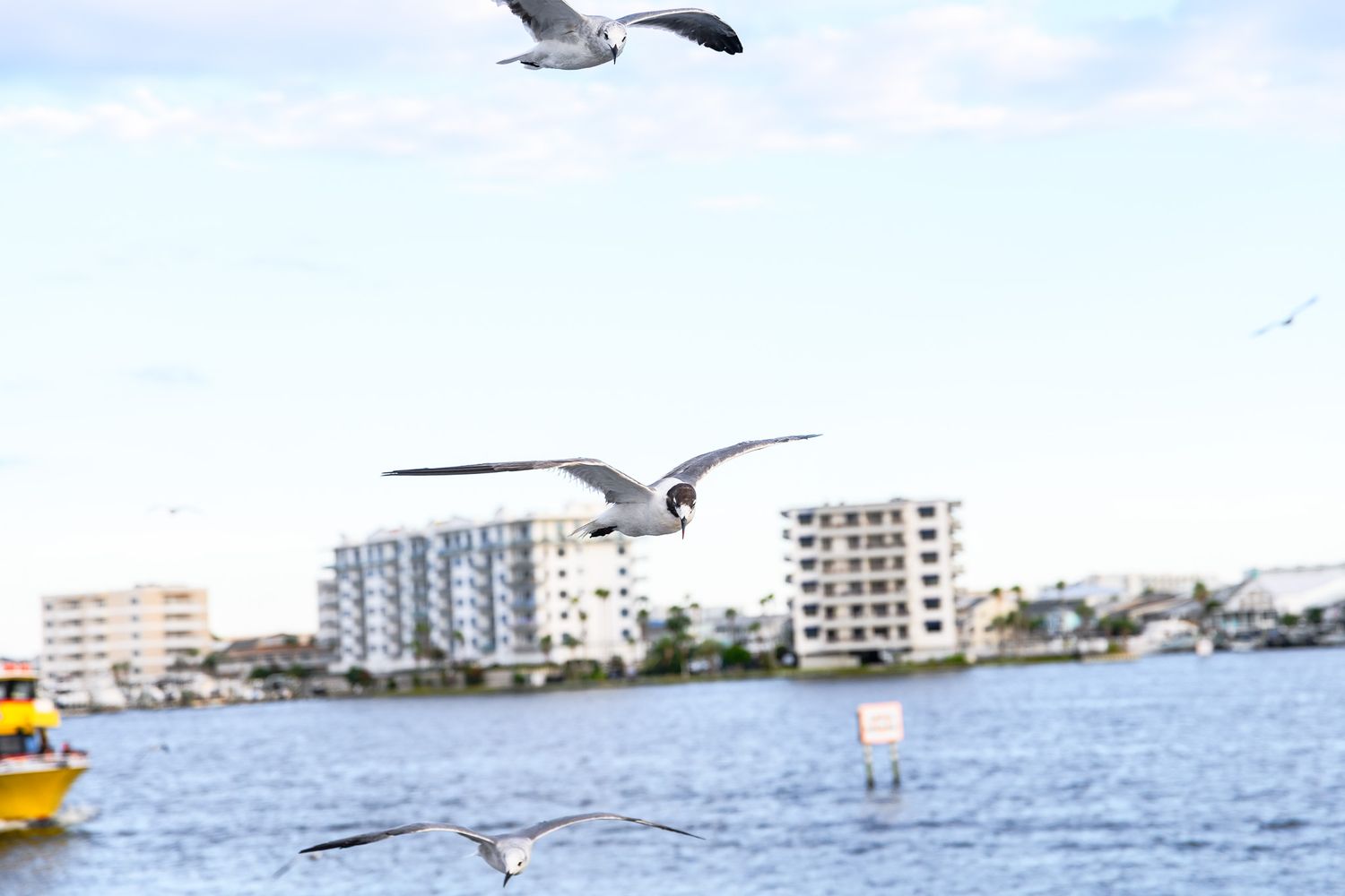 Seagulls flying over a calm blue waterway with coastal buildings and a yellow boat in the background.