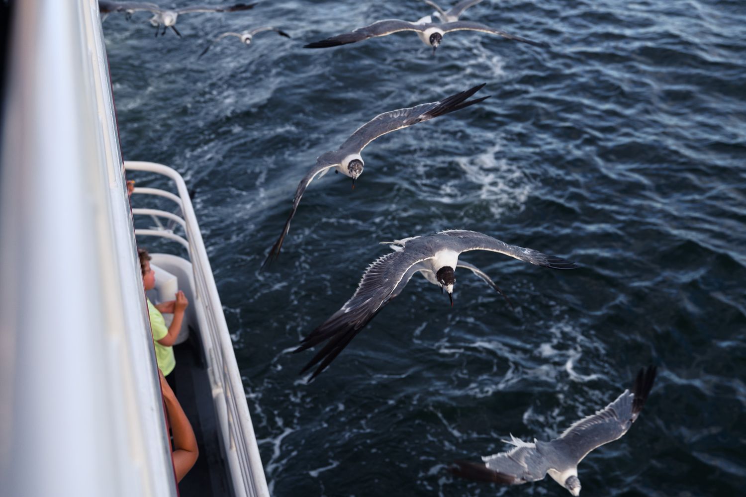 Seagulls flying alongside a cruise ship railing over dark ocean waters with a passenger visible below.