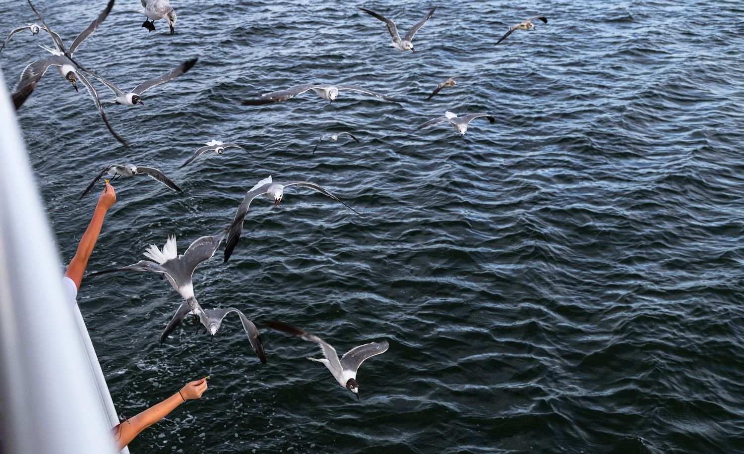 Seagulls flying over ocean water near a boat railing as people feed them from the deck.