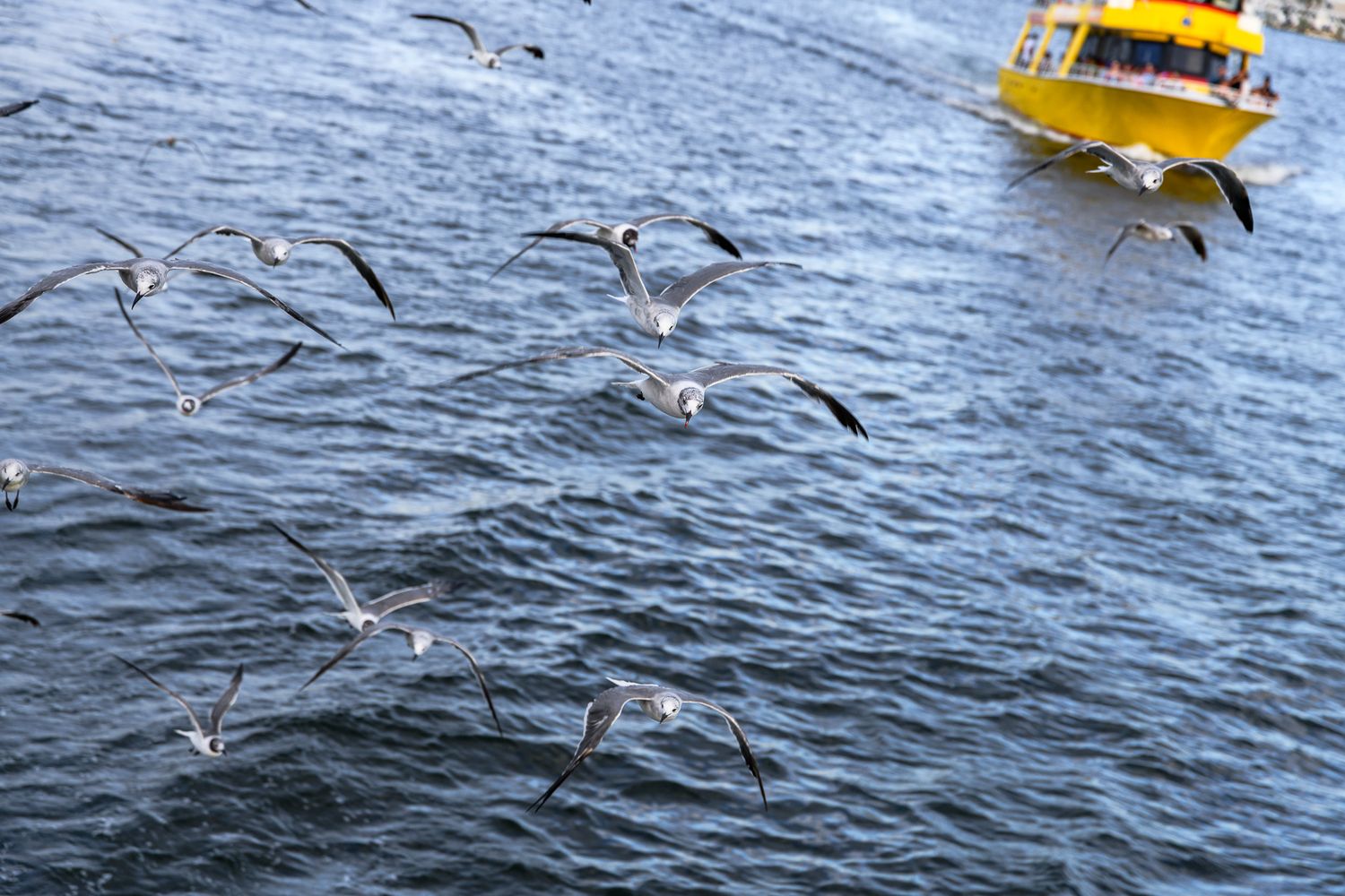 Flock of seagulls soaring over blue ocean water with a yellow ferry boat in background.