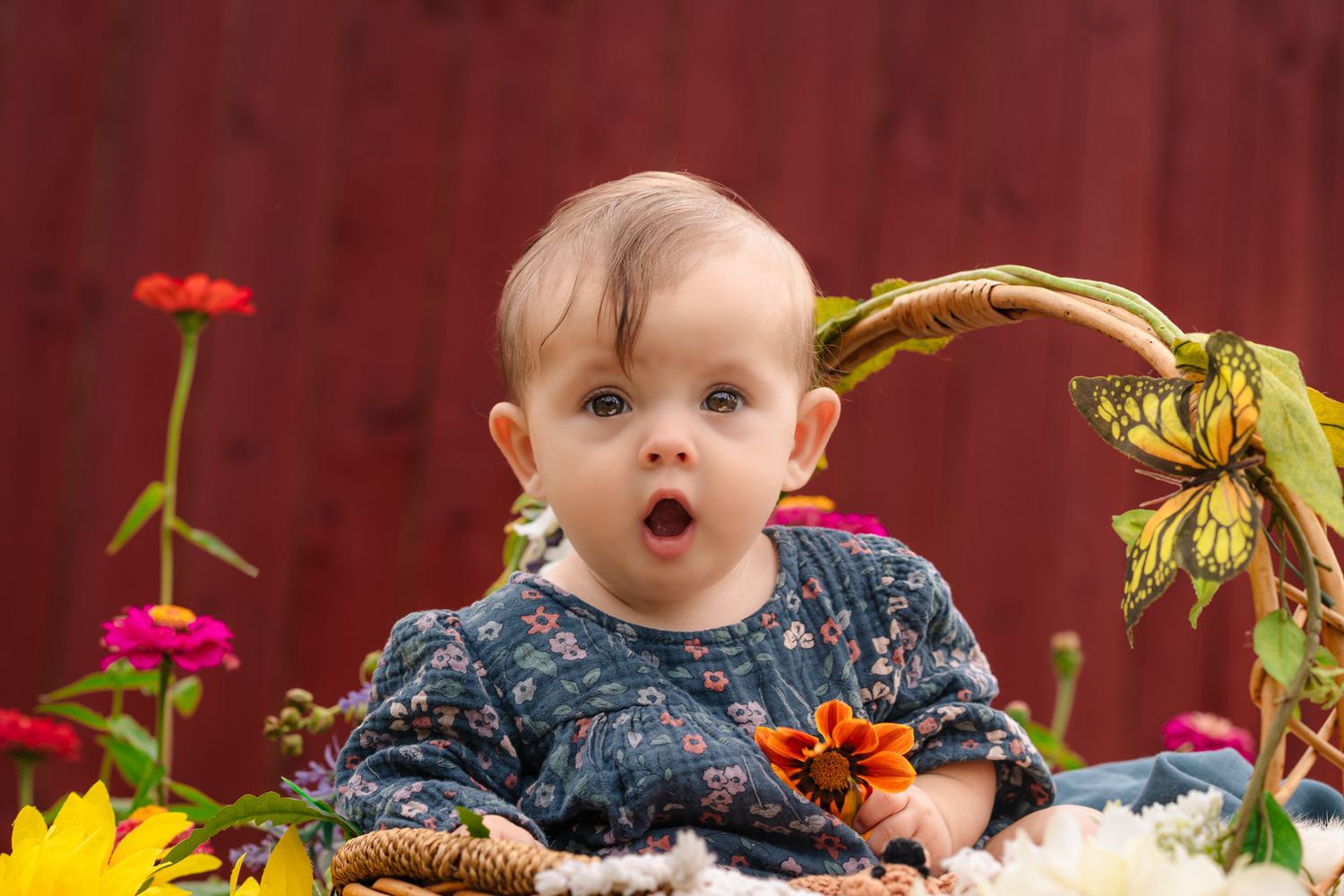 Surprised baby girl sitting among colorful flowers with a butterfly decoration, wearing a floral dress, red barn background.