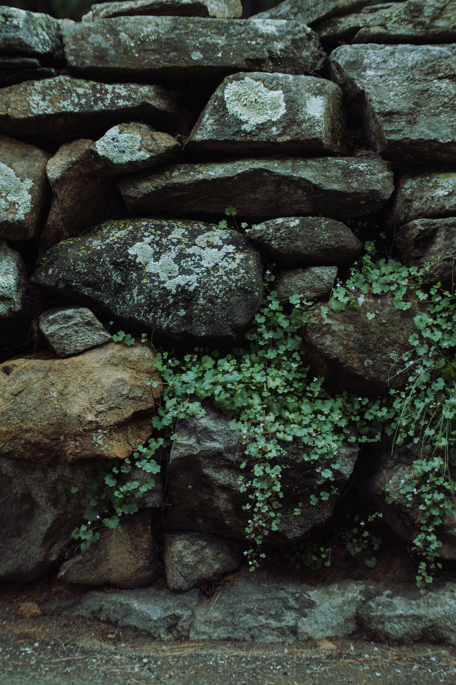 A rustic dry stone wall with lichen-covered rocks and small green ivy plants growing between the crevices.