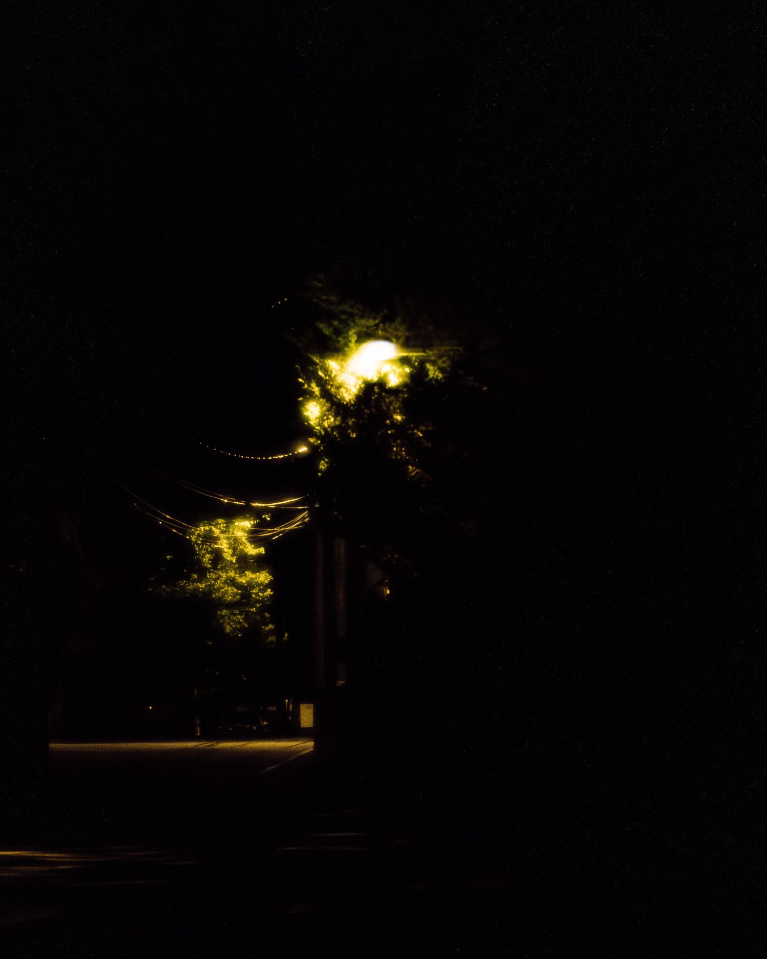 A glowing street lamp illuminates green tree leaves against a dark night sky on a quiet urban street.