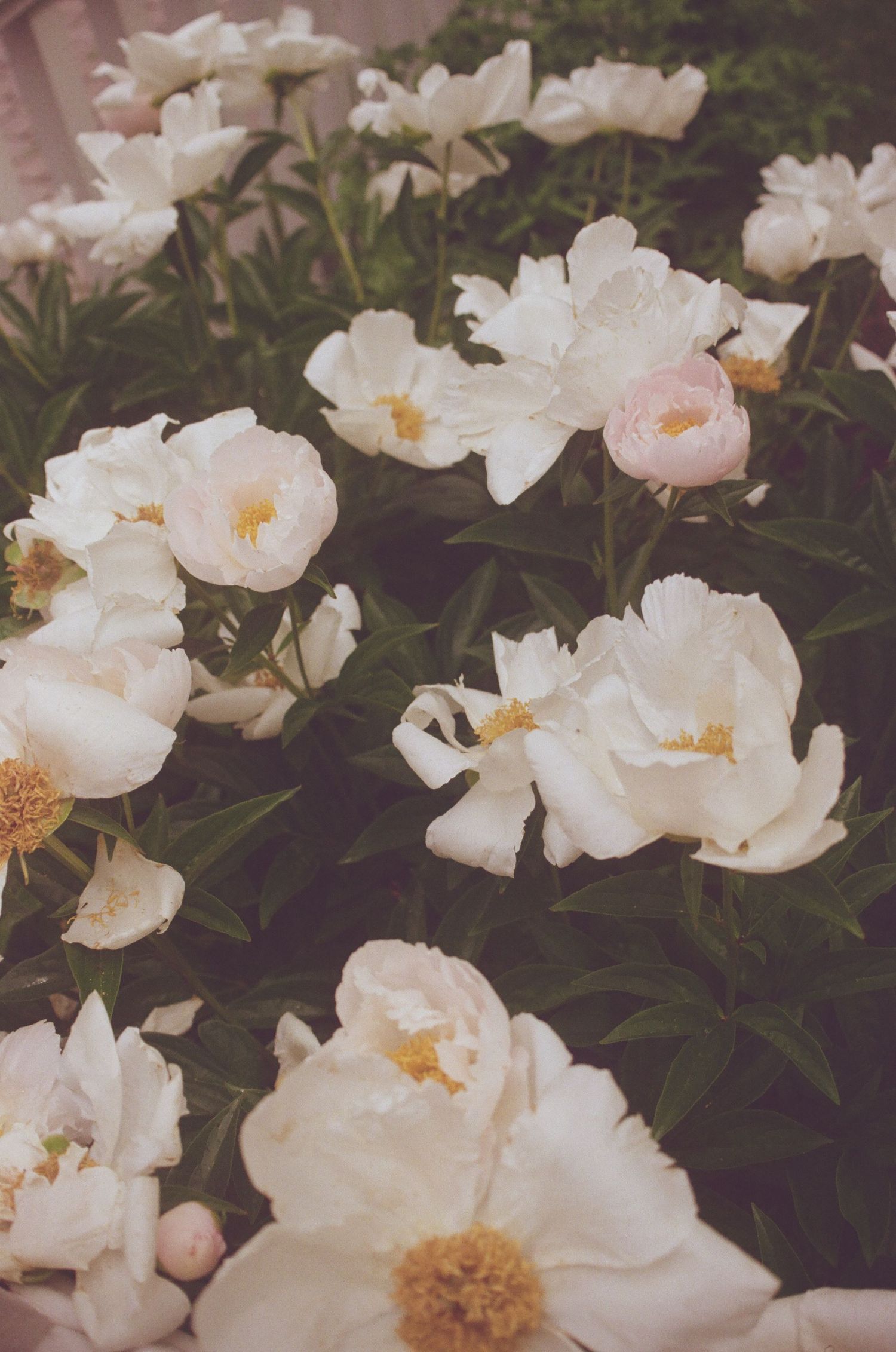White peonies in full bloom with yellow centers and soft pink buds among green foliage.