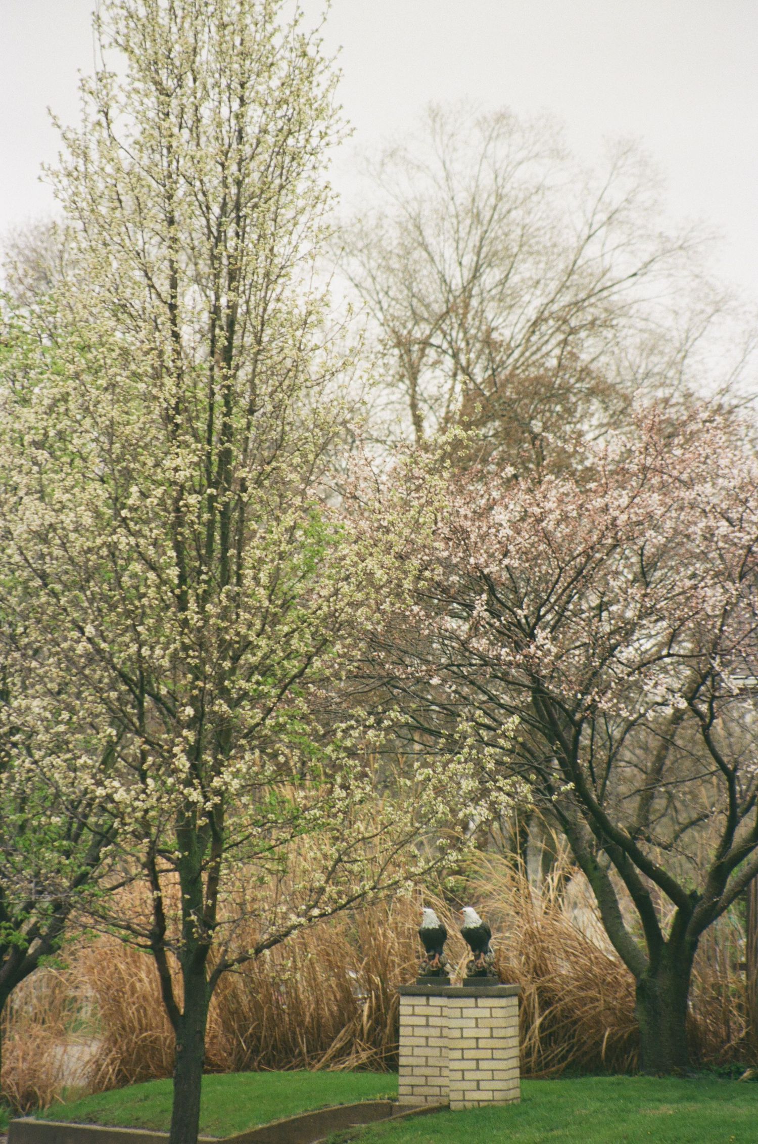 Blooming white and pink spring trees surround a brick monument with eagle sculptures in a lush green park.