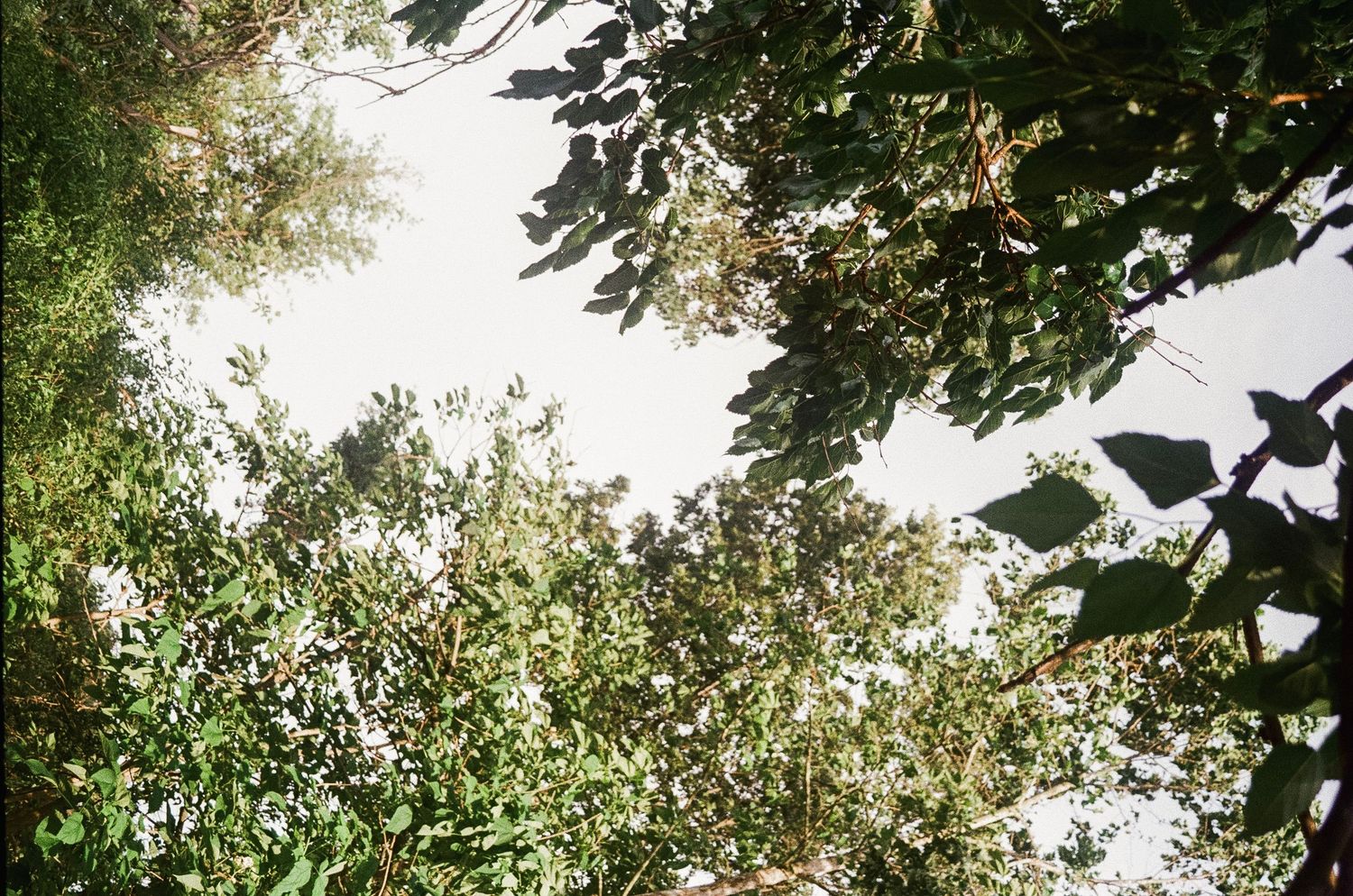 Looking up through lush green forest canopy trees with bright white sky visible between overlapping leaves.