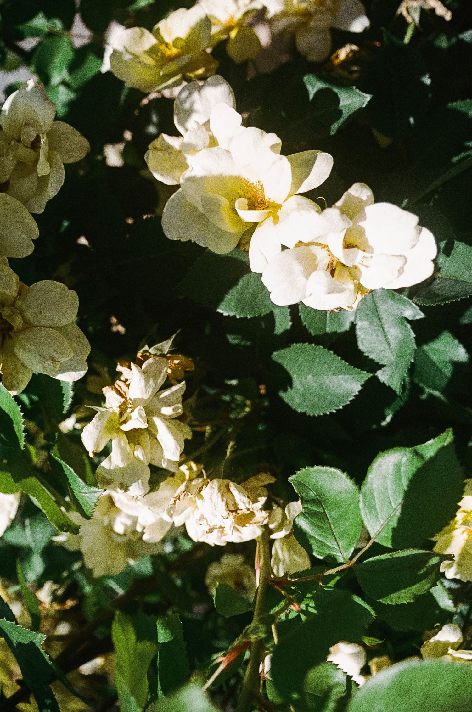 White climbing roses in full bloom with green leaves in natural sunlight garden setting.