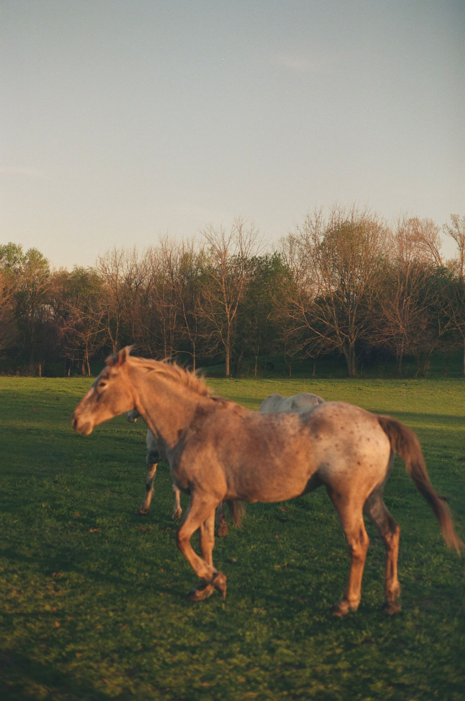 A light brown Appaloosa horse walking across a lush green field at golden hour sunset.