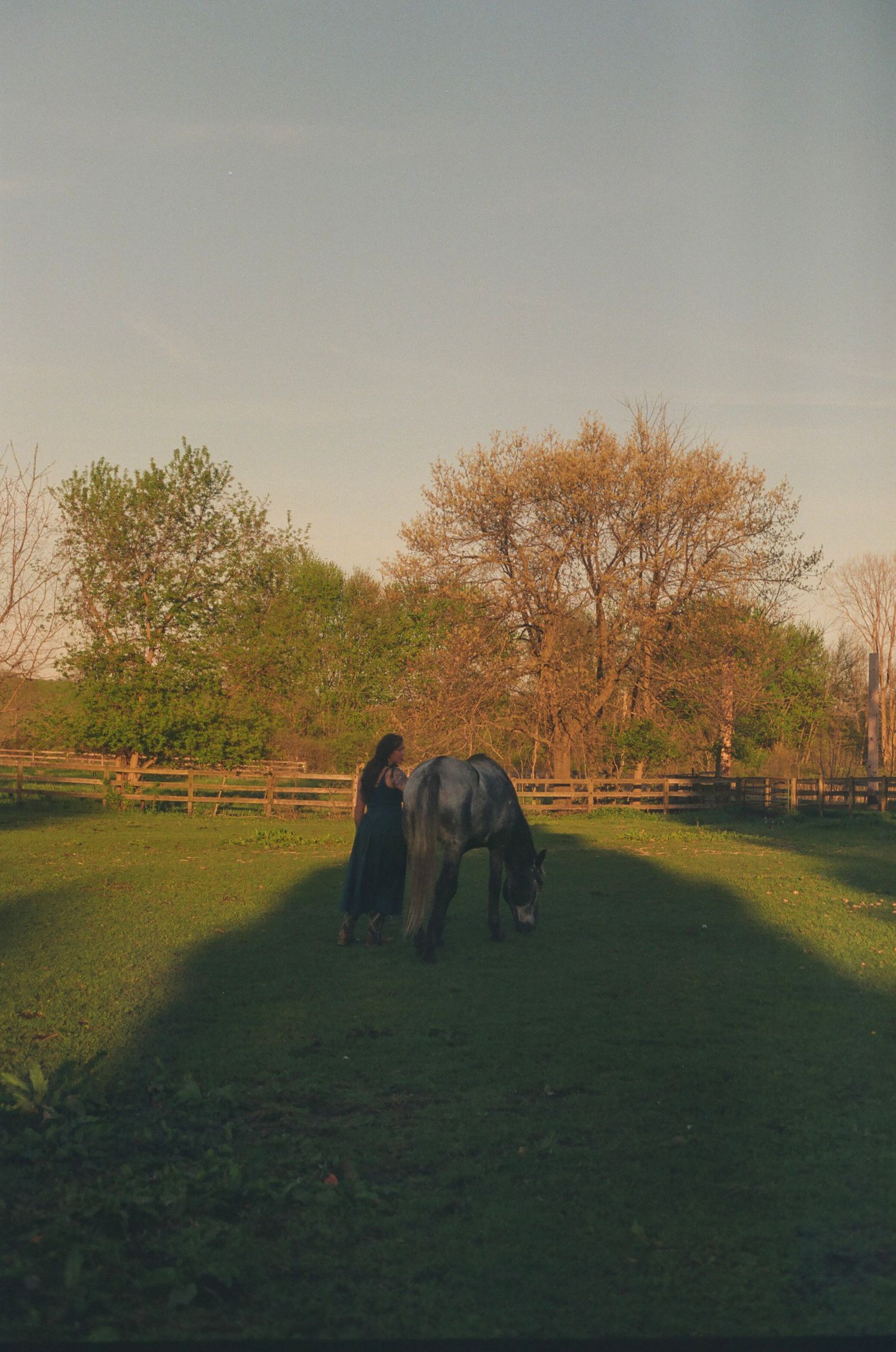 Woman standing close to a grazing gray horse in a fenced pasture at sunset.