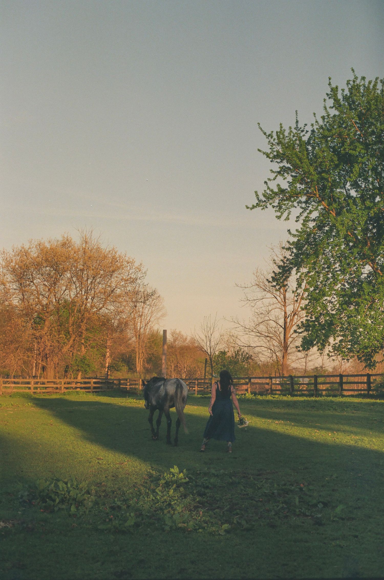 Woman walking alongside a gray horse in a fenced pasture during warm sunset light.