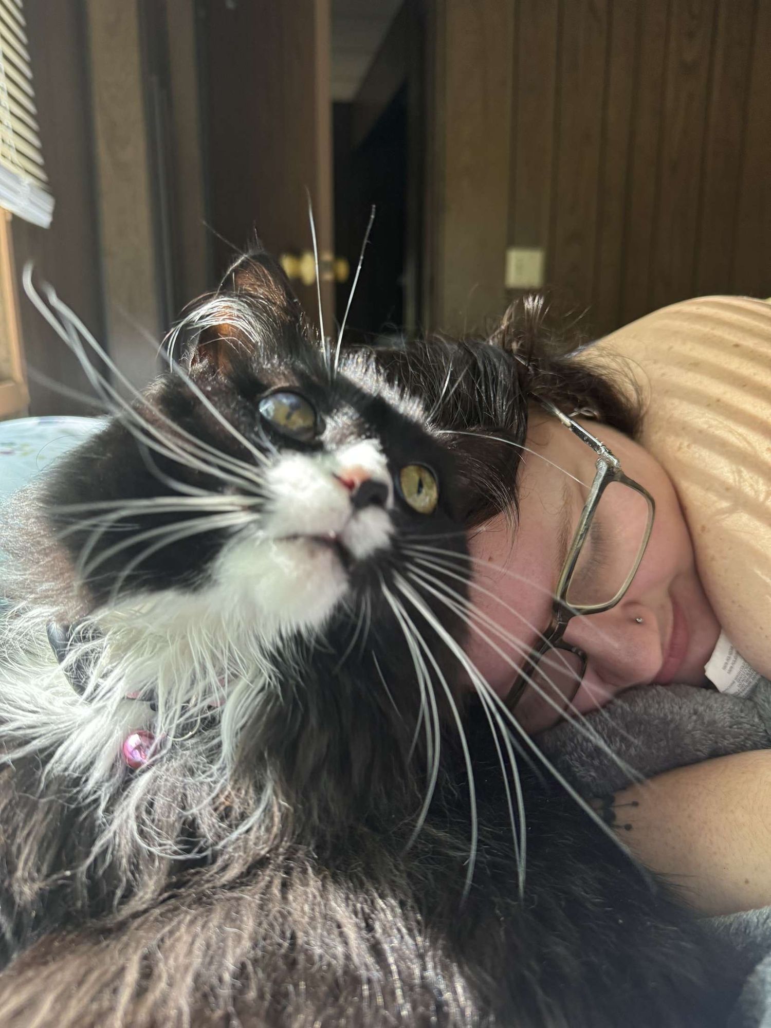 Fluffy black and white long-haired cat looking up curiously while snuggling with glasses-wearing owner.