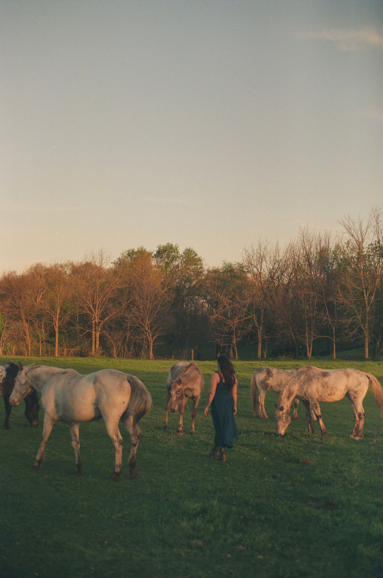 Woman in teal dress stands among white horses grazing in a sunlit green pasture at golden hour.