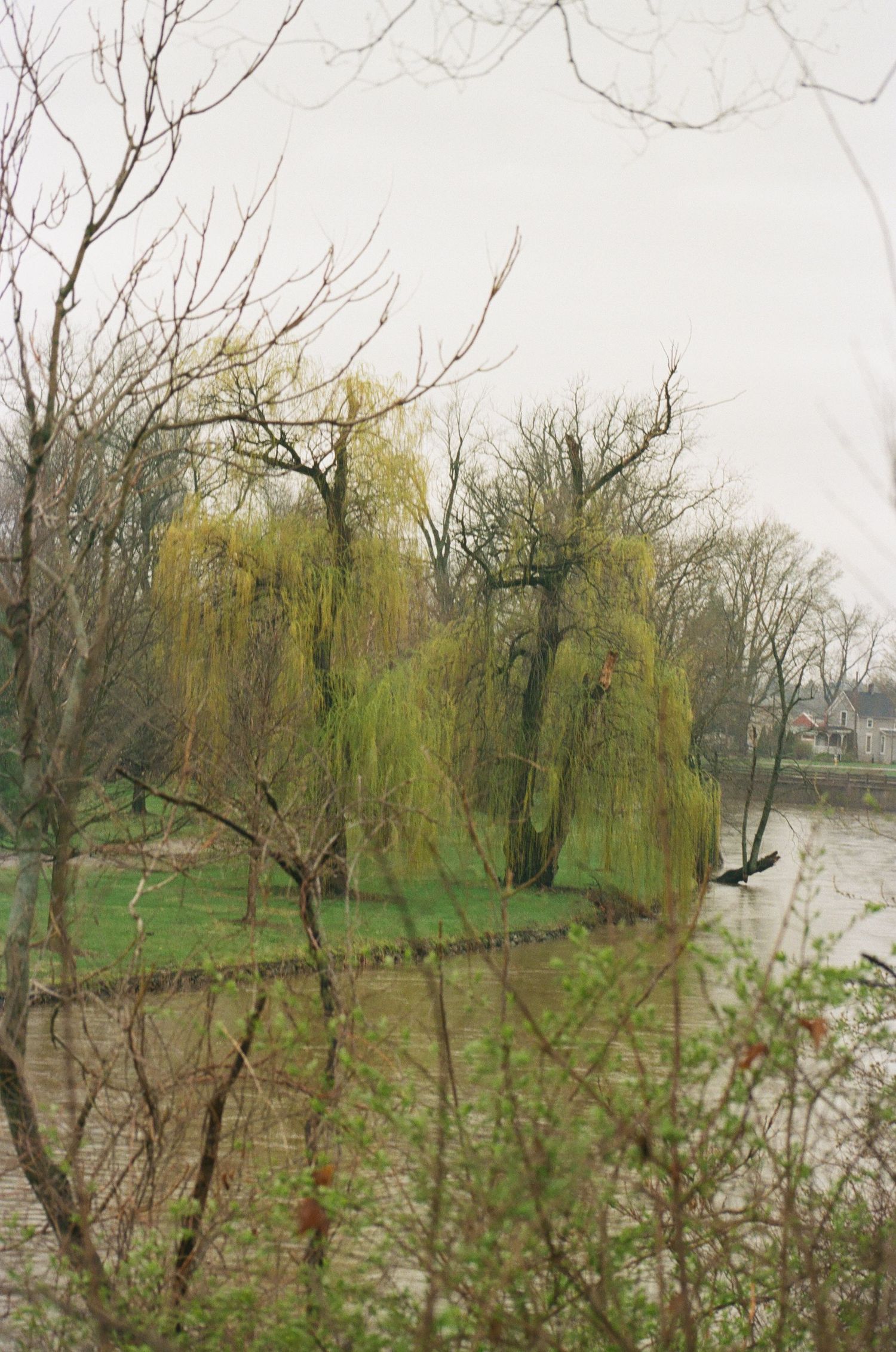 Weeping willow trees budding in early spring beside a calm river viewed through bare branches on an overcast day.