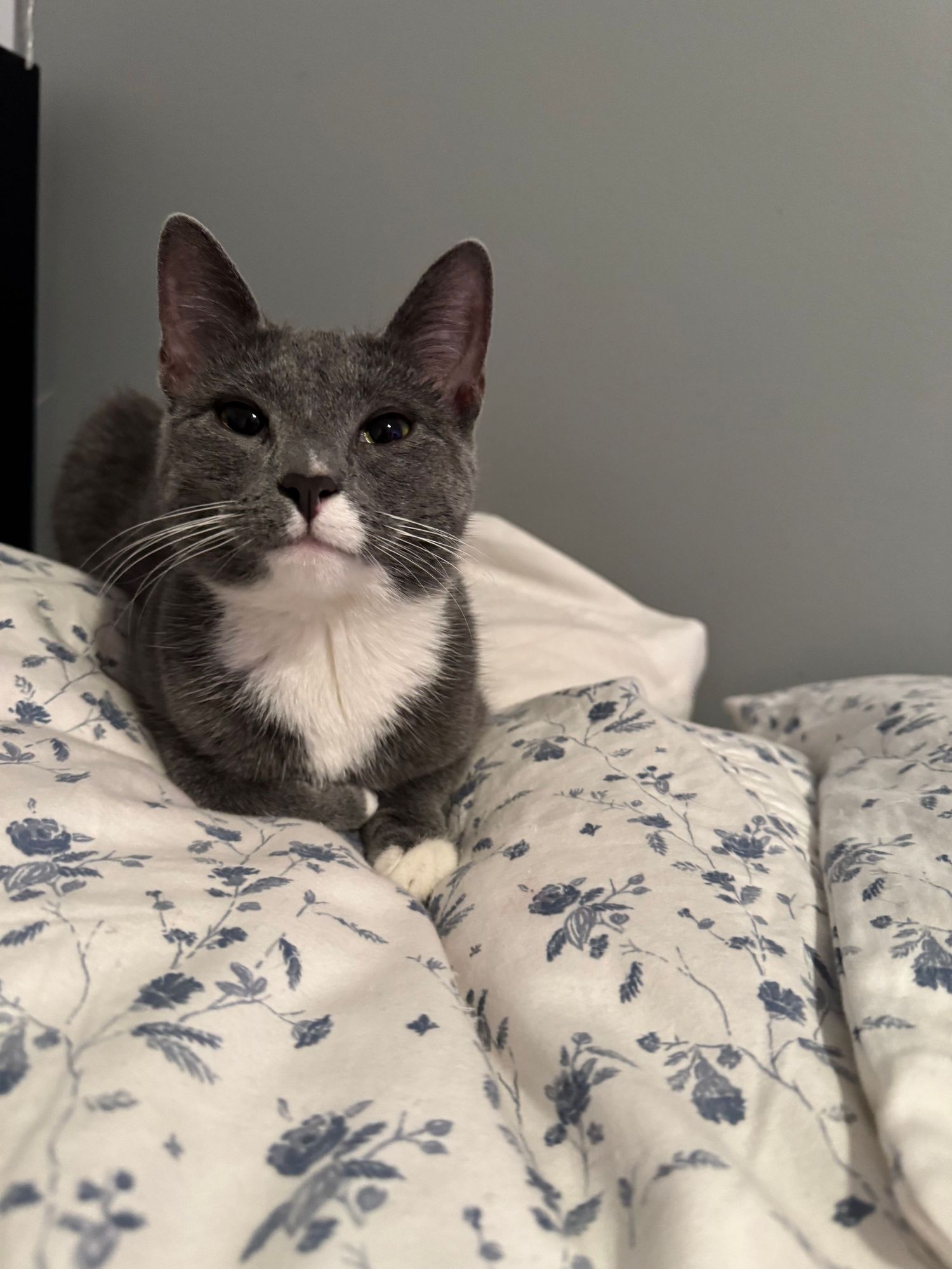 Gray and white cat sitting on floral blue and white bedding looking at camera.