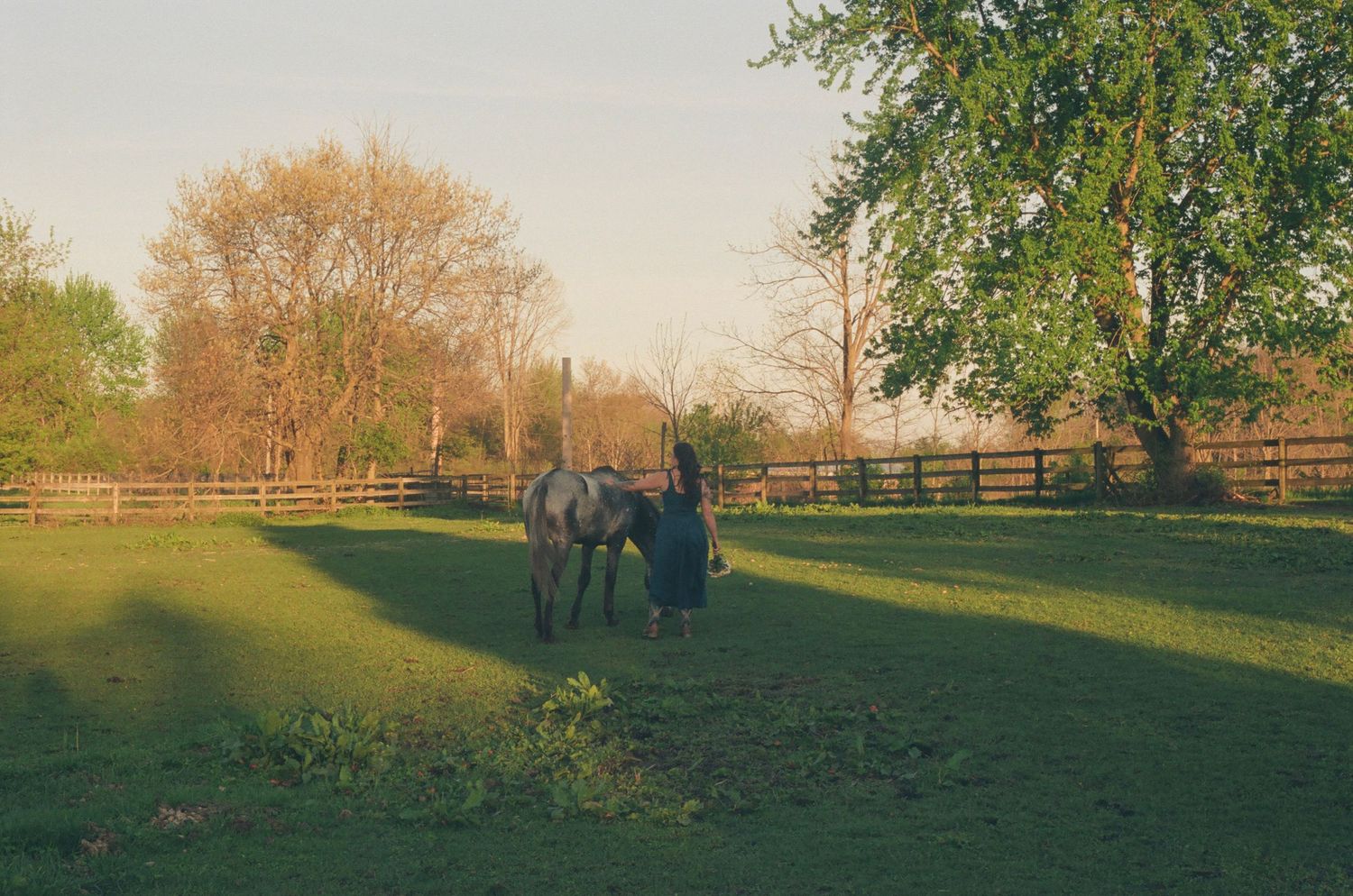 Woman standing with a gray horse in a sunlit green pasture with wooden fencing and autumn trees.