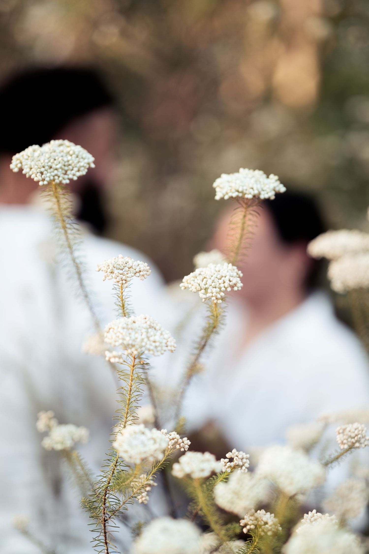White Queen Anne's Lace flowers in focus with blurred figures in the background.