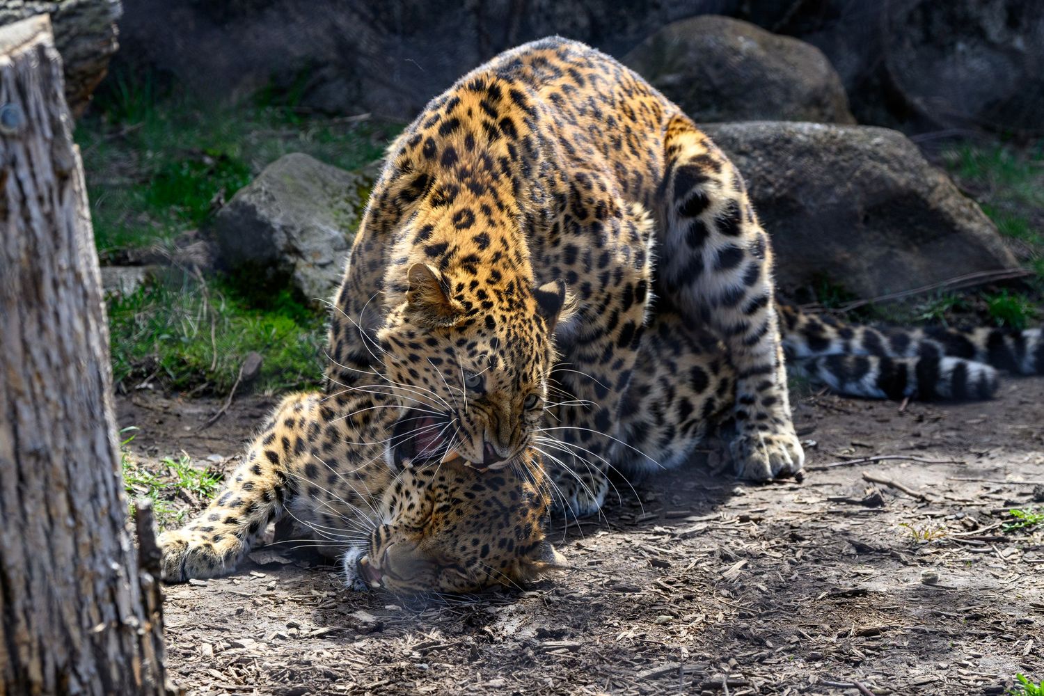 A leopard rests in dappled sunlight on the ground while showing its spotted fur pattern and muscular form.