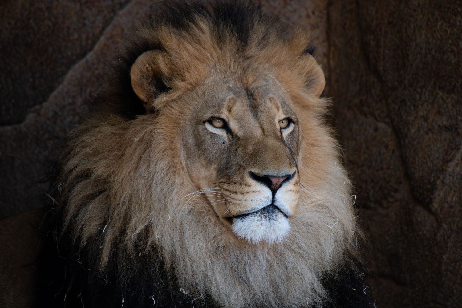 Majestic male lion with flowing mane shown in six different close-up portraits displaying various regal expressions.