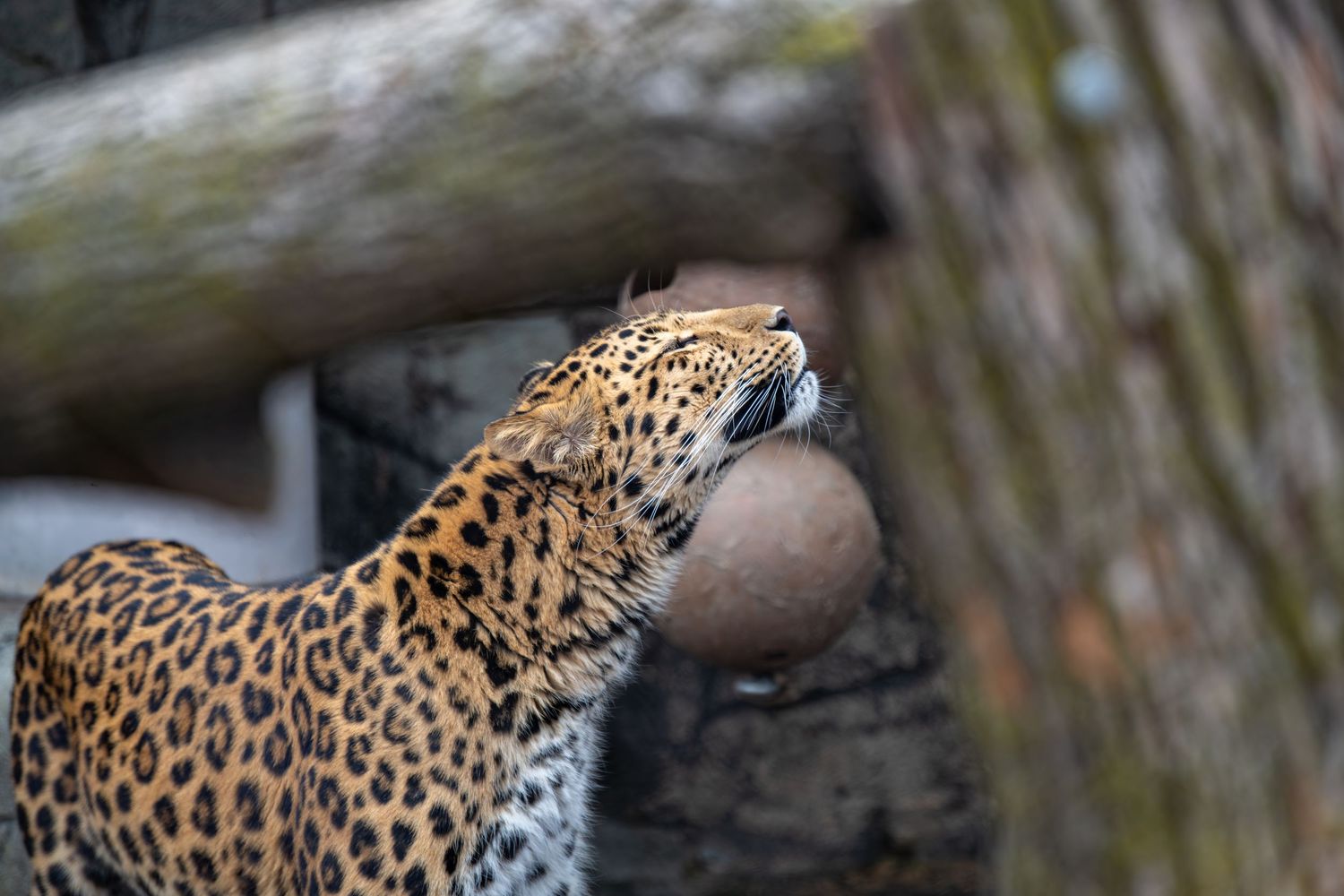 A leopard with spotted fur stretches upward to reach something in a tree branch.