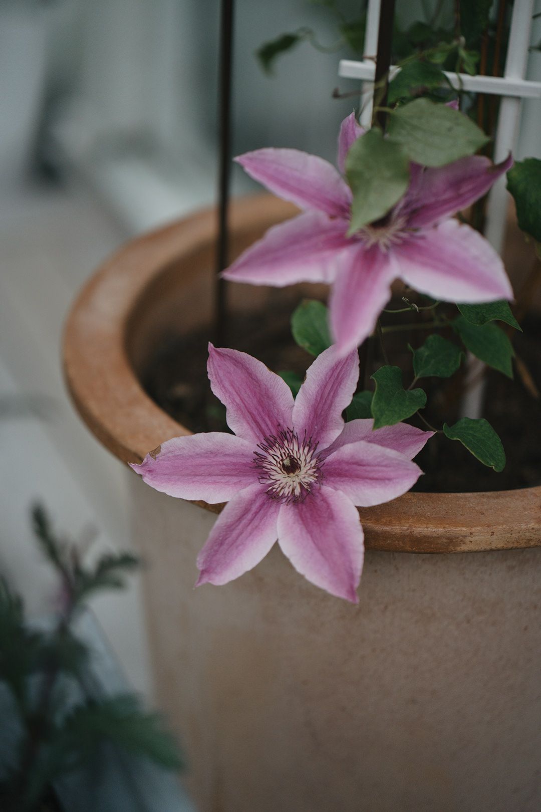 Närbild av rosa blomma i trädgård i mjukt naturligt ljus