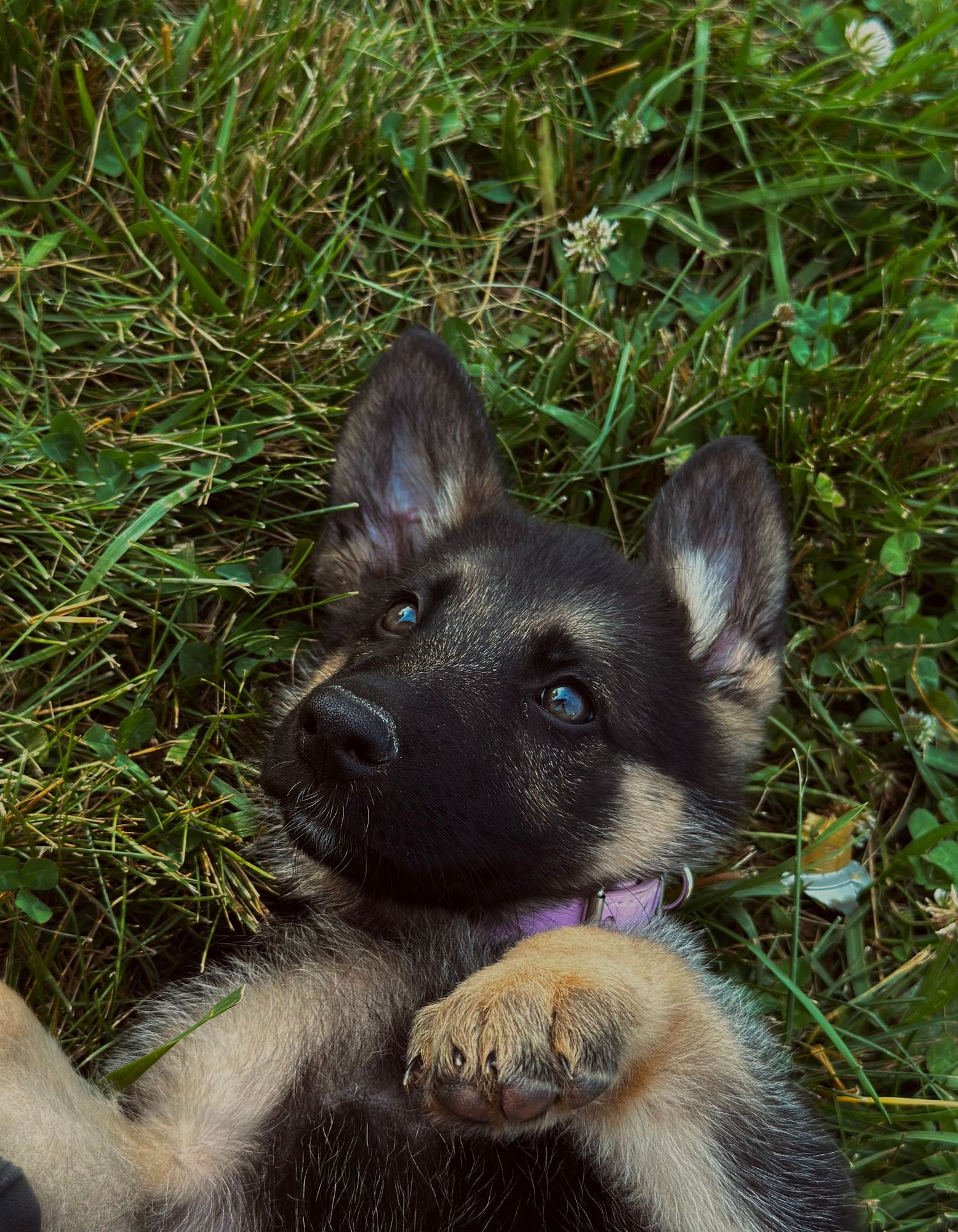 puppy dog in grass