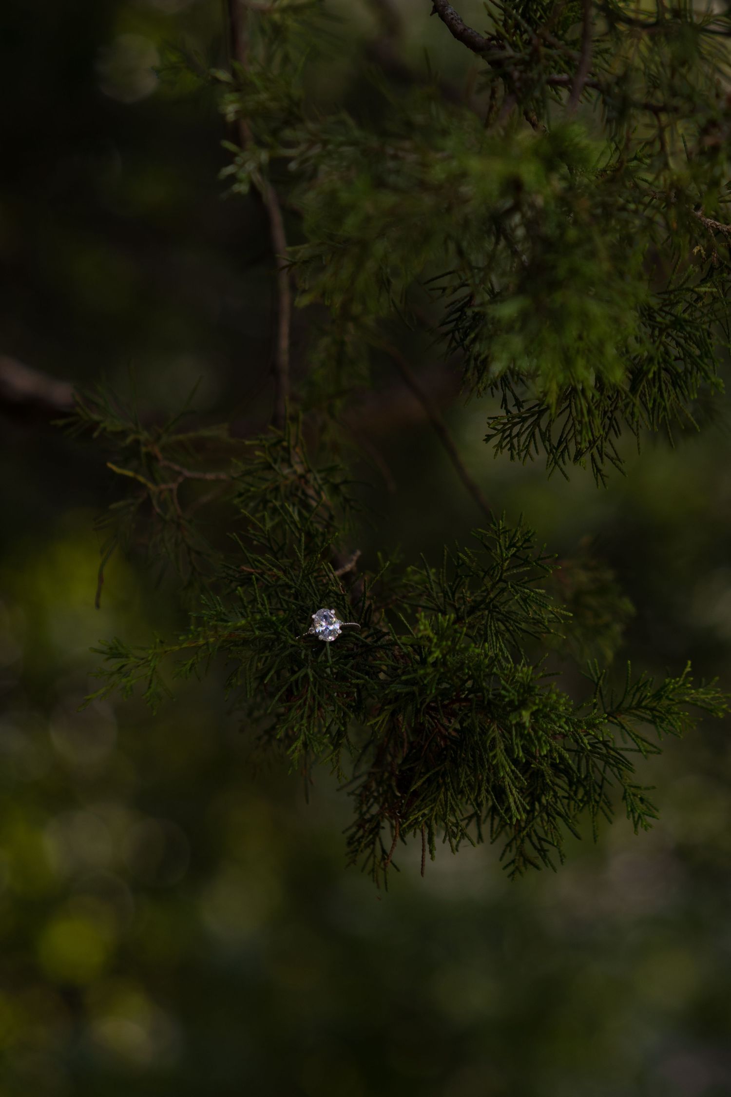 Engagement ring in pine trees.