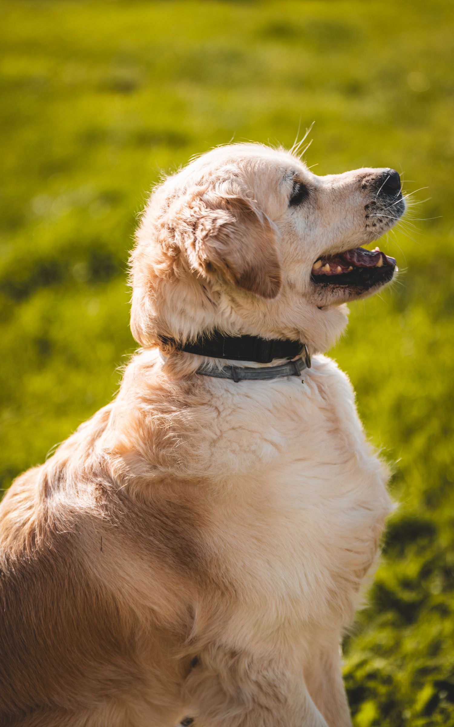 Happy golden retriever dog sitting outdoors in green field wearing black collar.