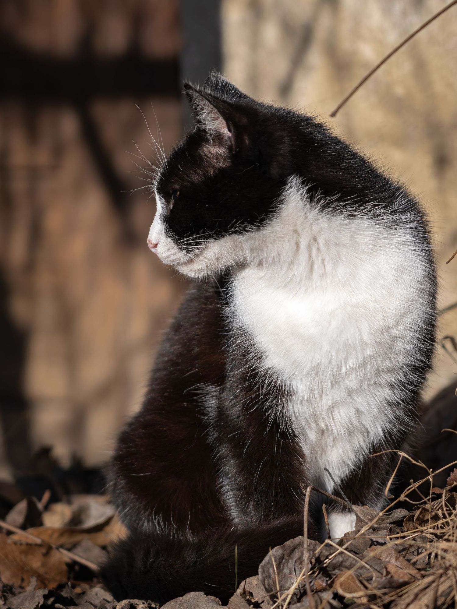 A black and white tuxedo cat sits outdoors among autumn leaves in natural light.