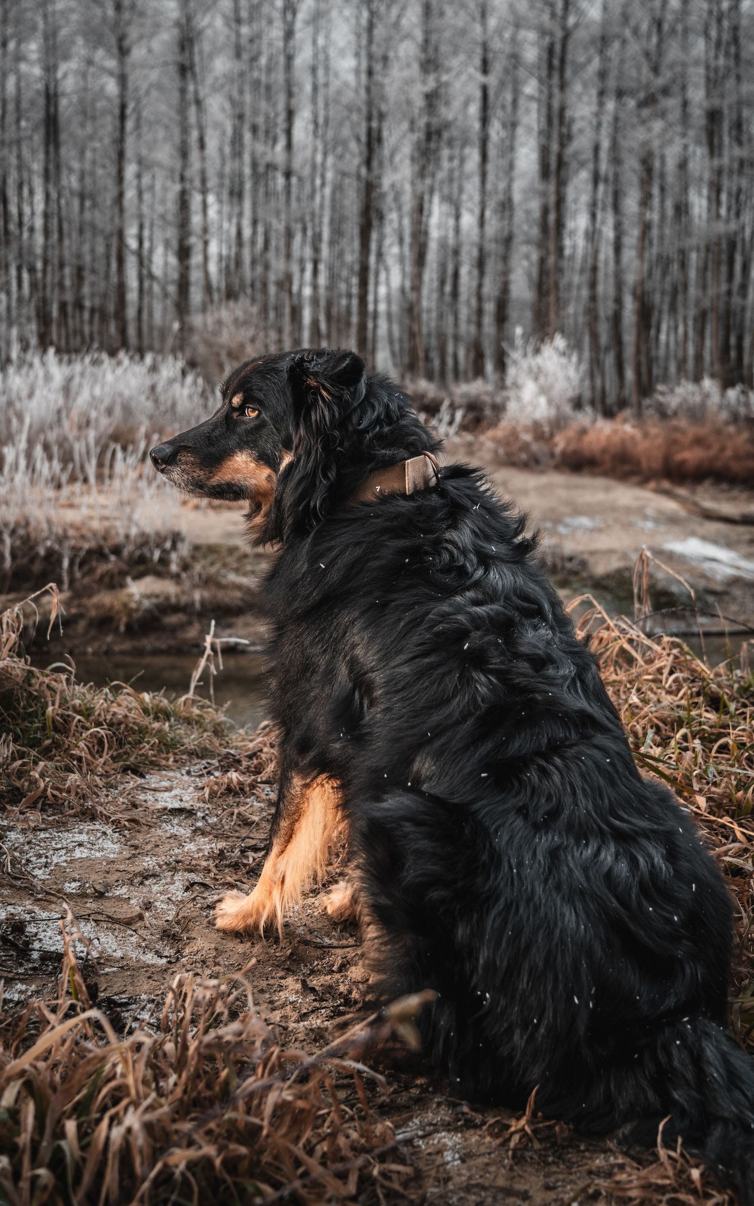 A black and tan dog sits in a muddy forest clearing during winter.
