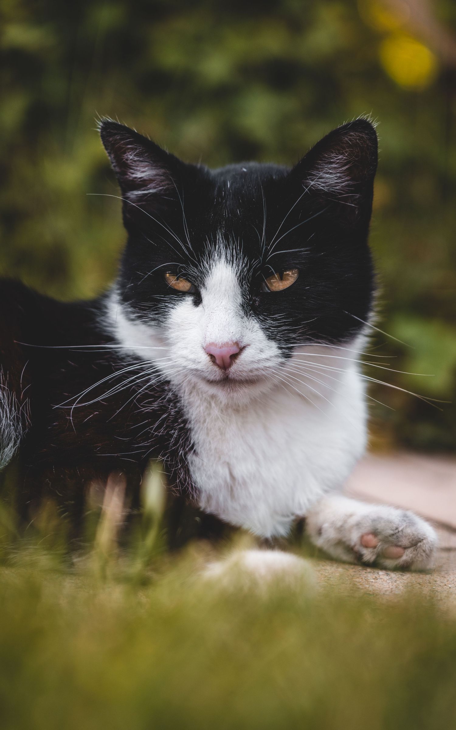 A black and white tuxedo cat lies on grass staring directly at the camera.
