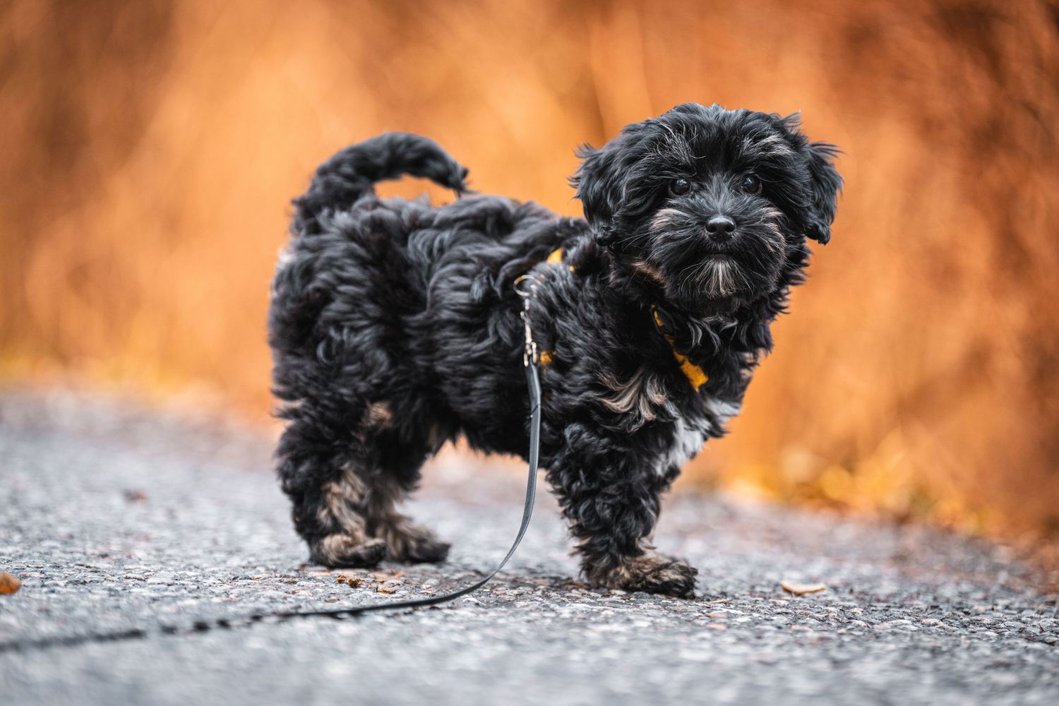 Small black fluffy puppy on a leash standing on a paved path with autumn foliage background.