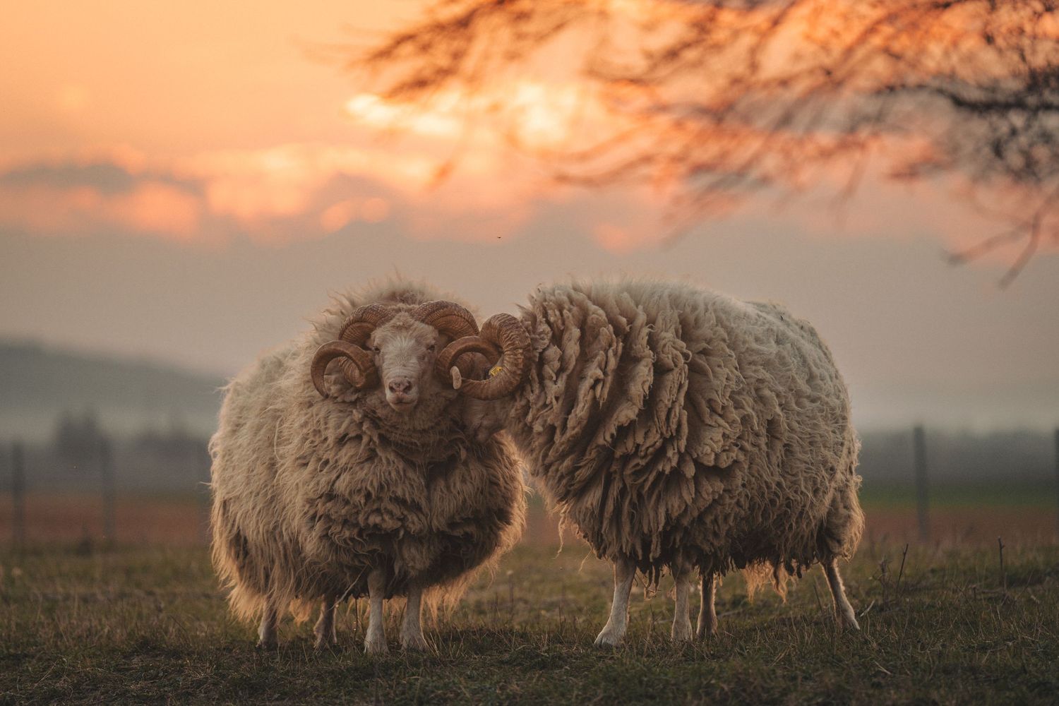 Two fluffy sheep standing together in a field at sunset with warm orange skies and misty trees in the background.