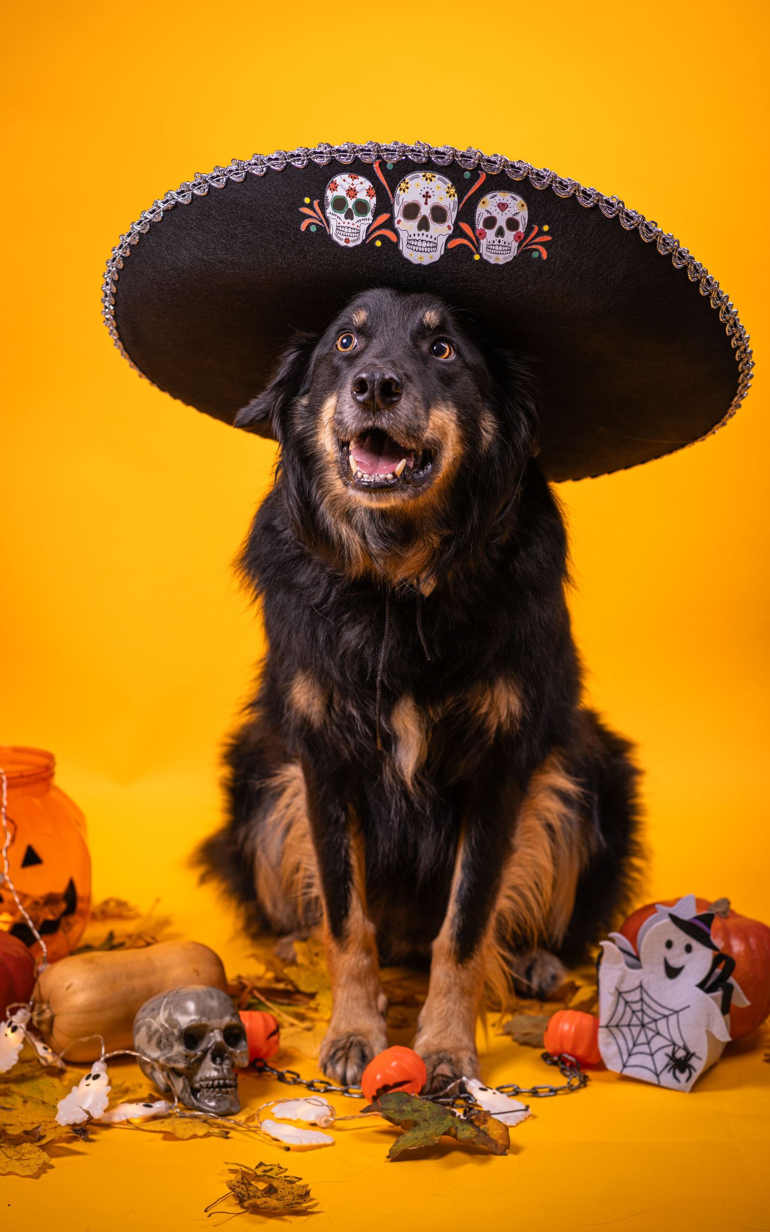 Black and tan dog wearing decorative sombrero with Halloween props on yellow background.