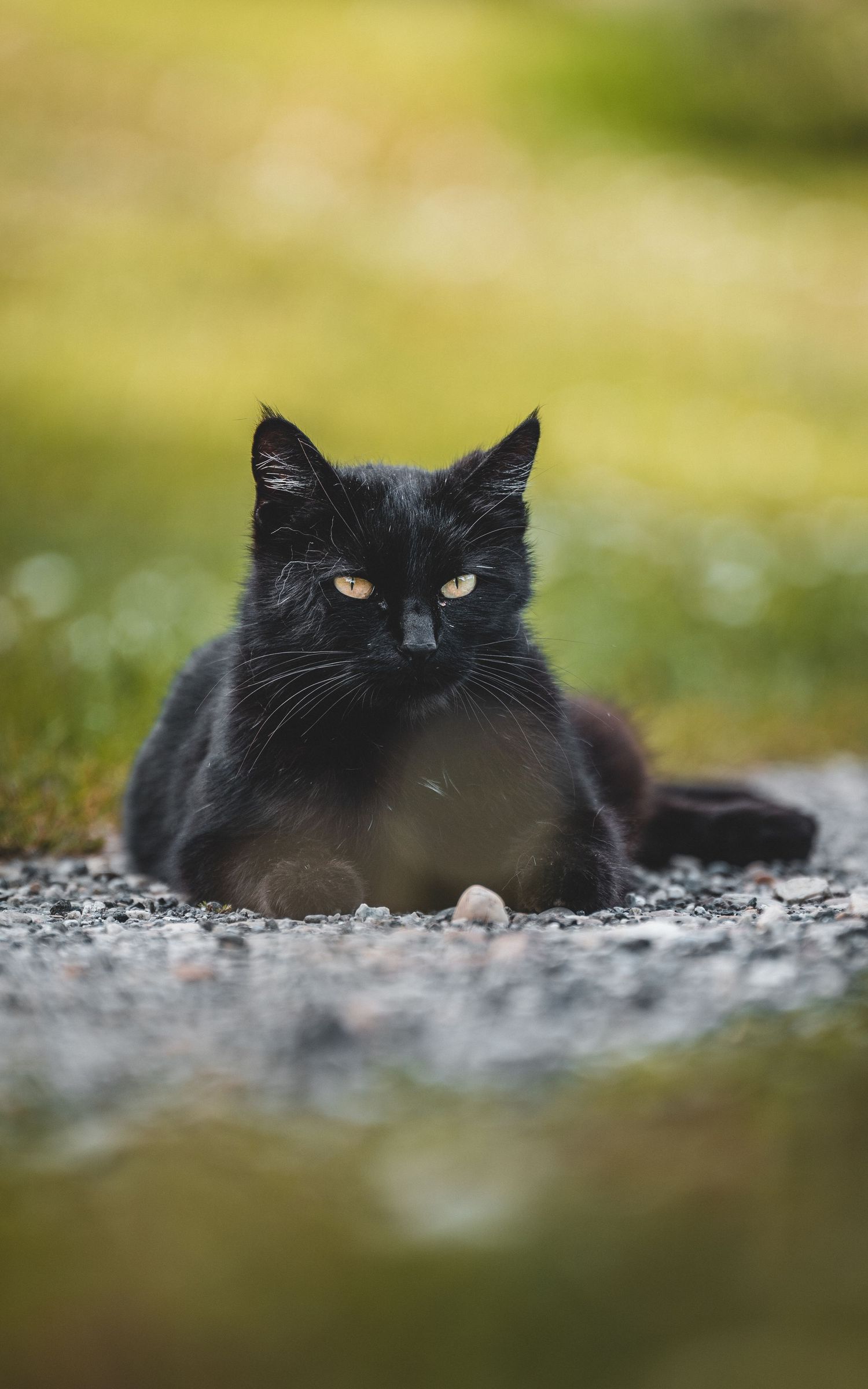 A fluffy black cat with yellow eyes rests on gravel in a garden.
