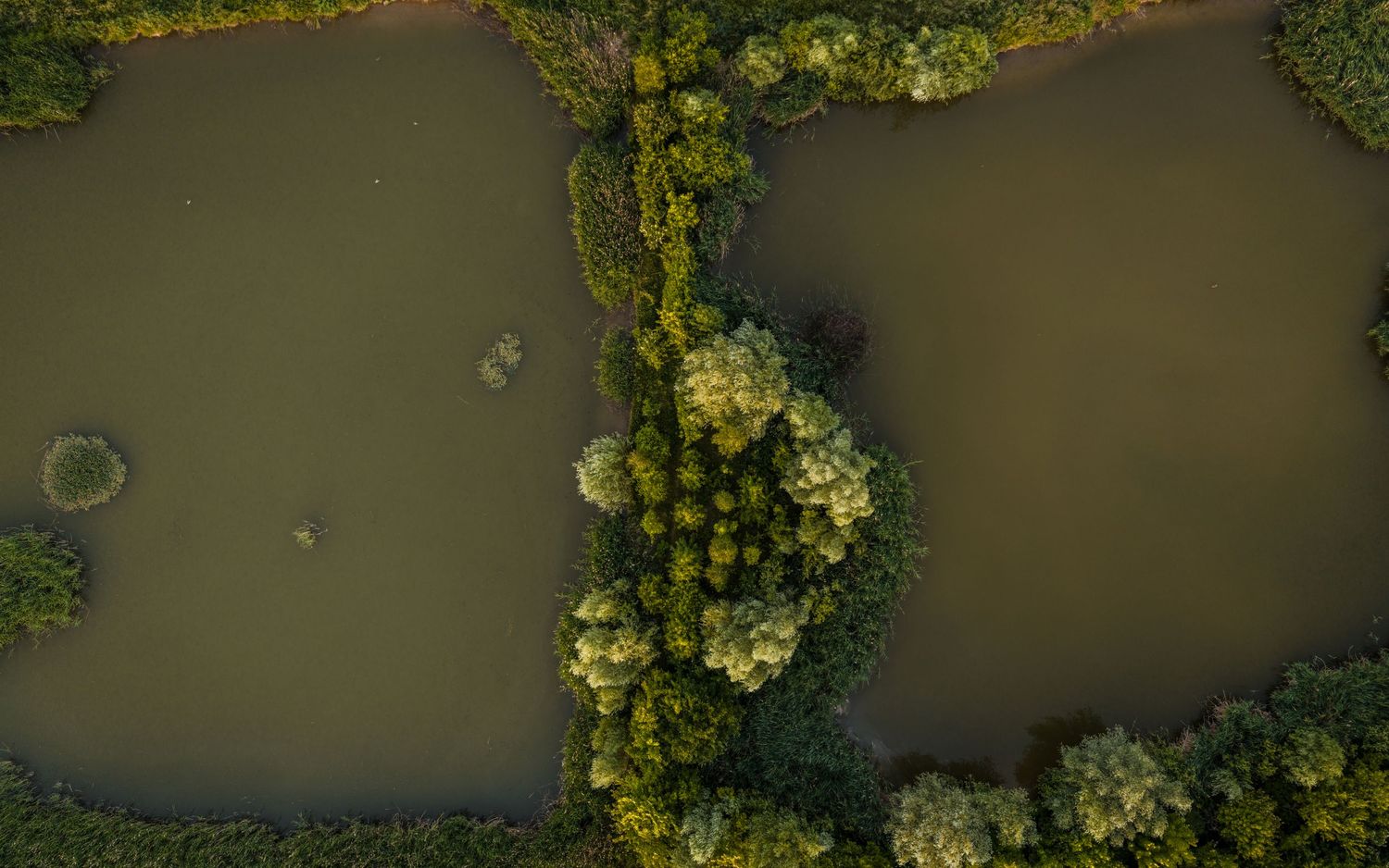 Aerial view of two murky green ponds separated by a lush tree-covered island in a natural landscape.