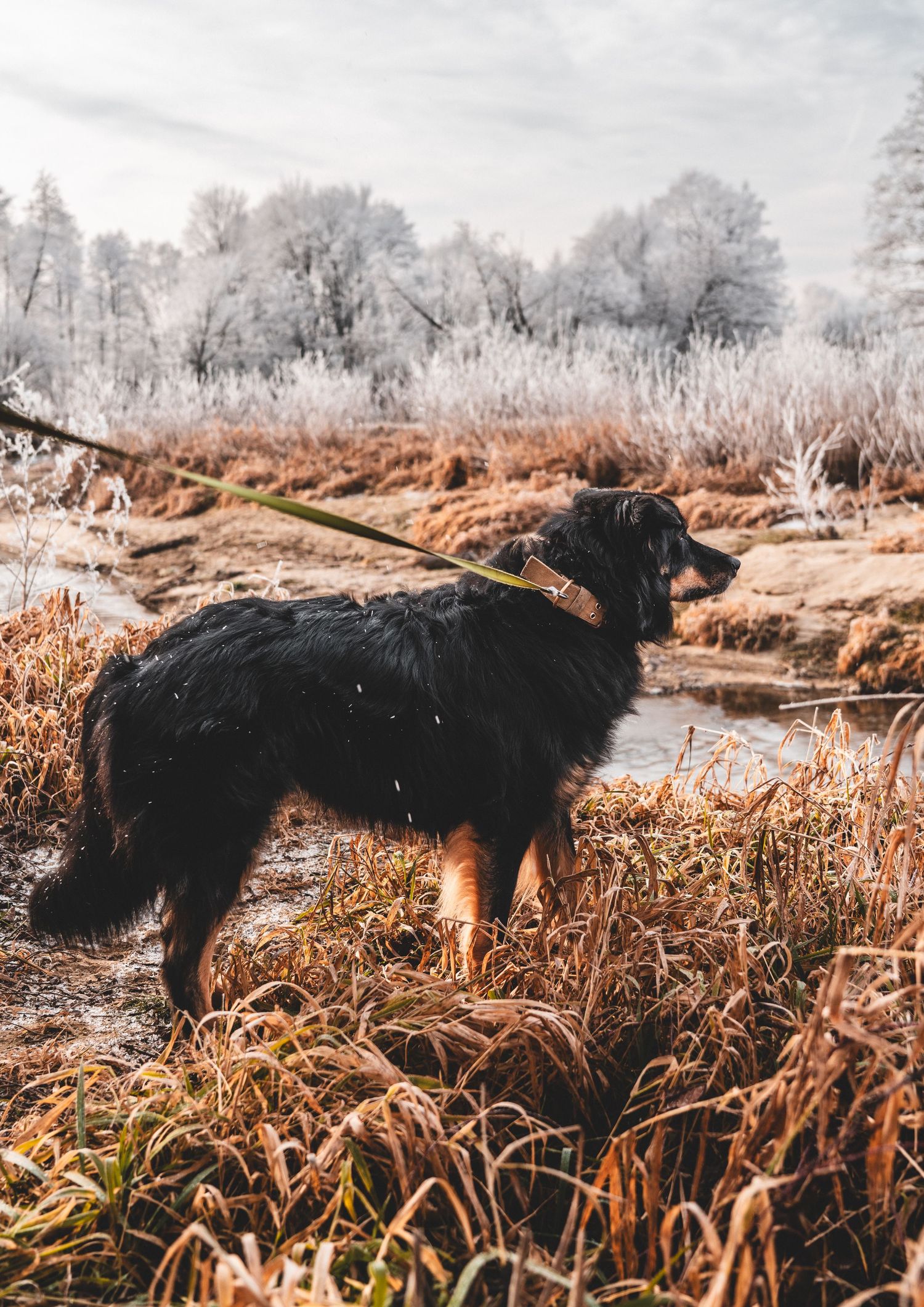 A black and tan dog on a leash stands in a frosty winter landscape.