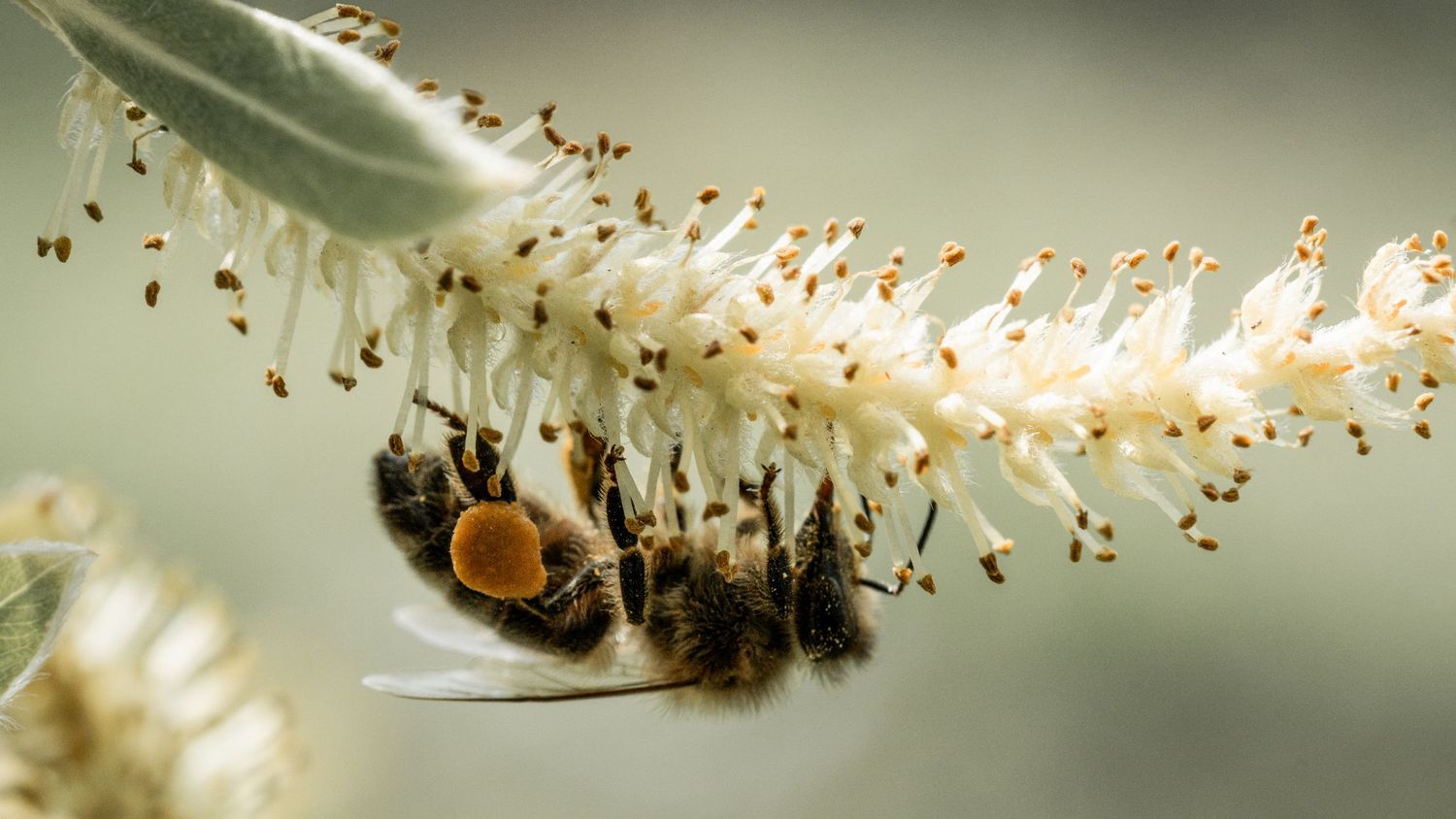 Close-up macro photo of a honeybee collecting pollen from white fluffy catkin flowers in nature.